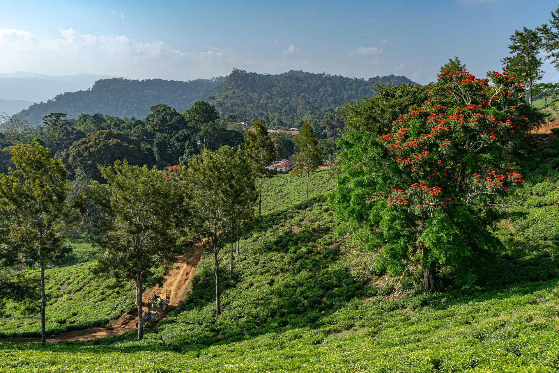 Amani Nature Forest Reserves