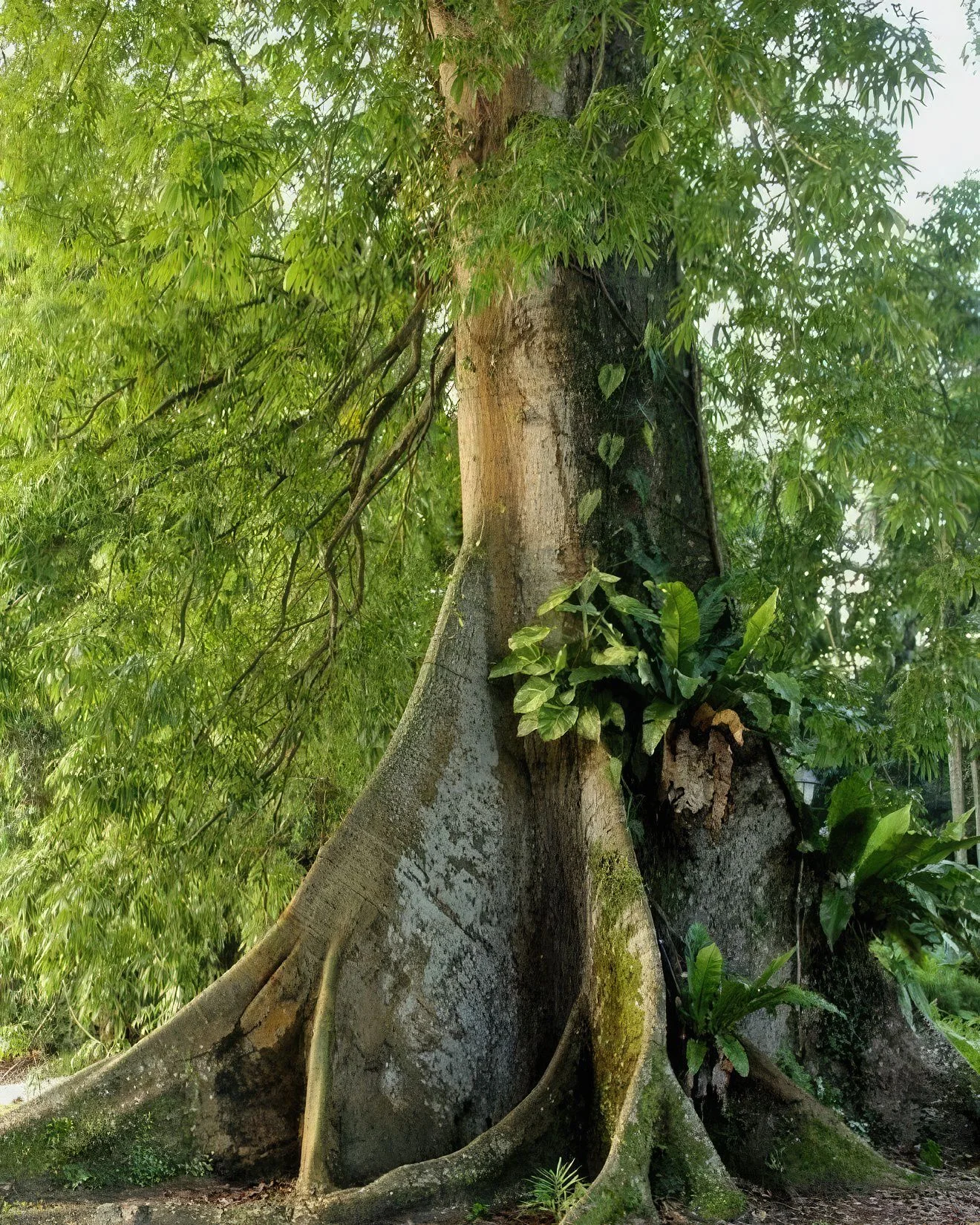 Pugu Kazimzumbwi Nature Forest Reserve – photo 45