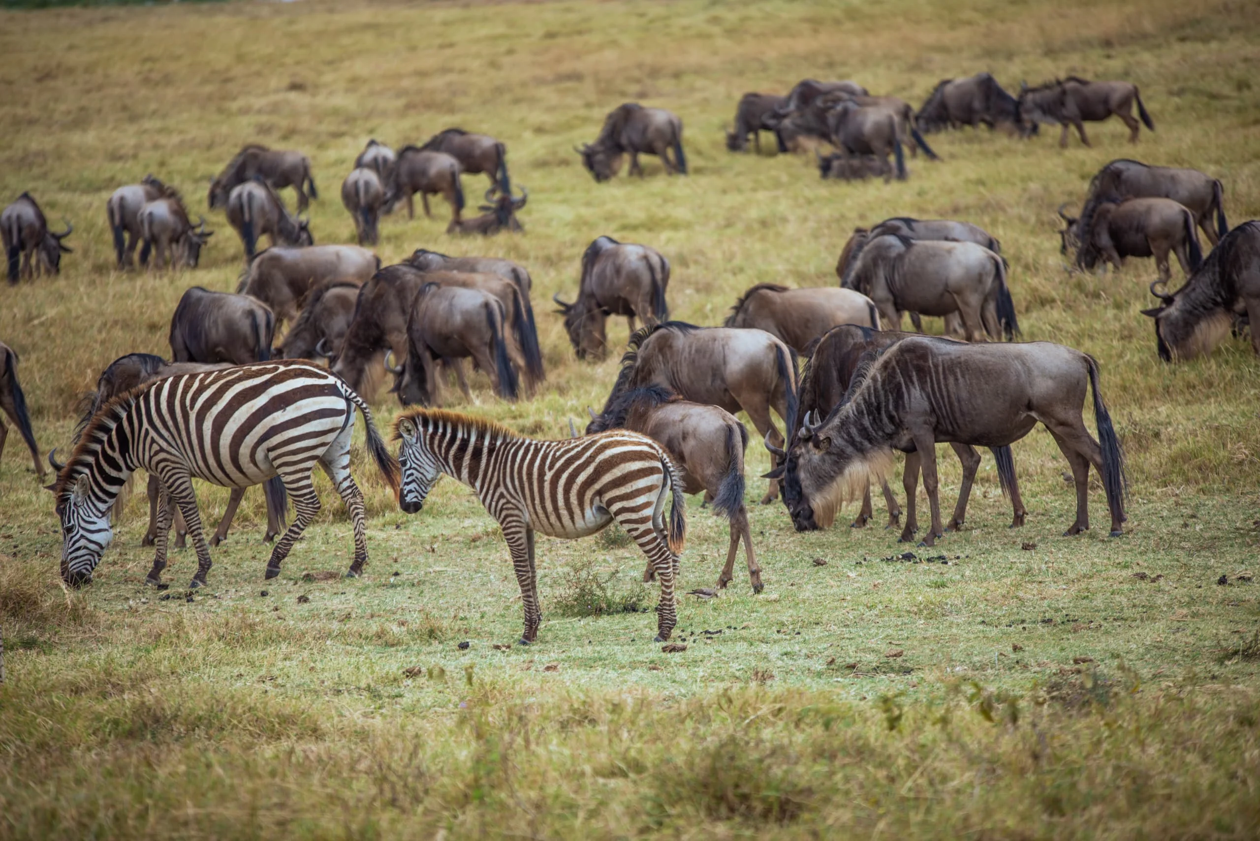 North Serengeti