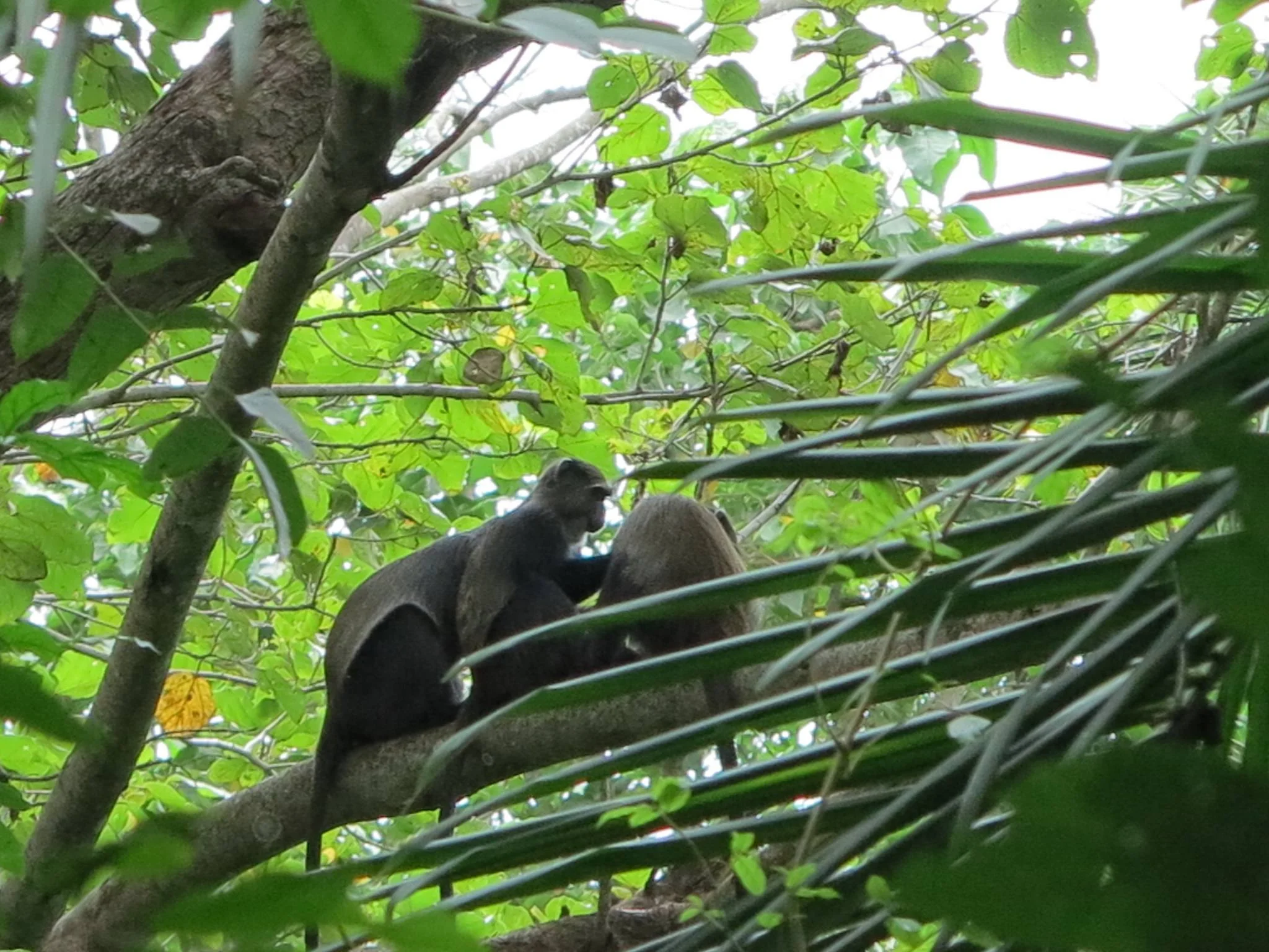 Rau Nature Forest Reserve – photo 19
