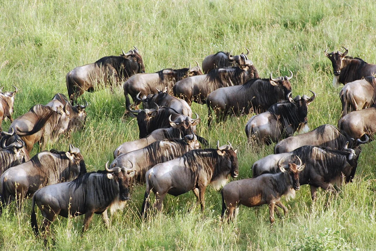 North Serengeti