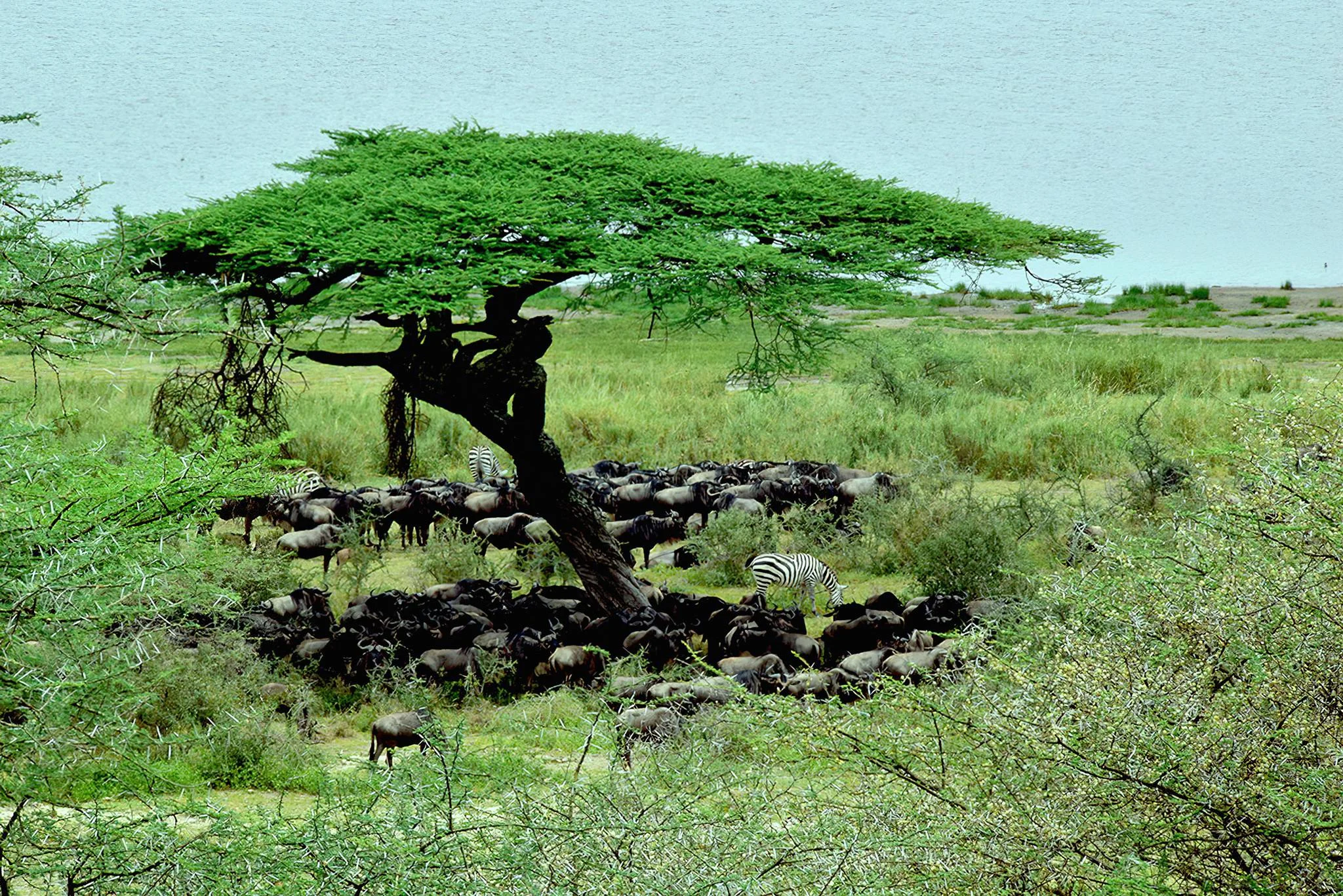 Ndutu Plains – photo 22