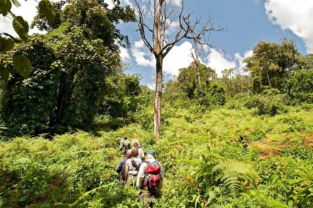 Udzungwa Mountains National Park – photo 7