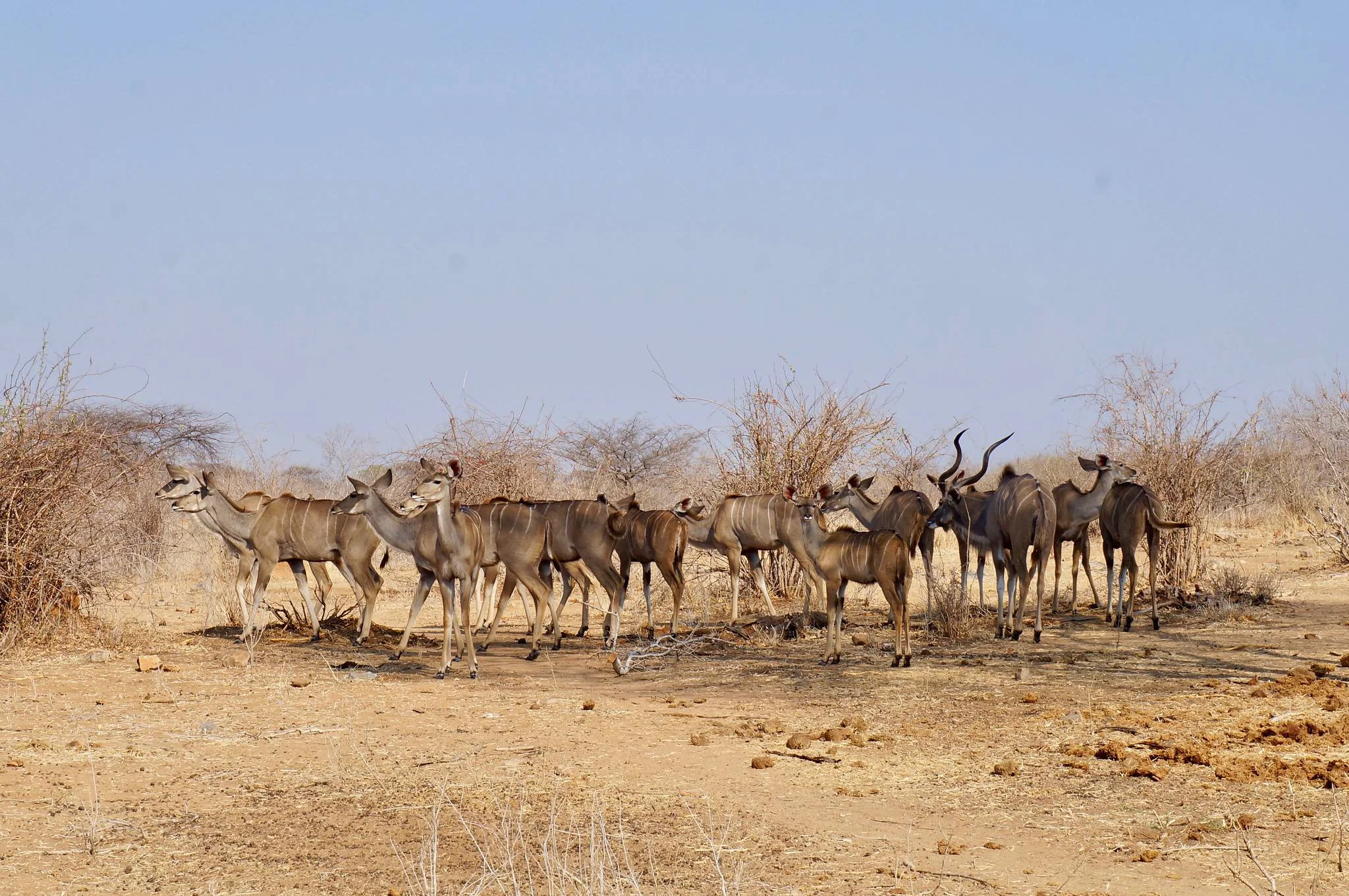 A herd of Greater Kudus standing in dry bushland in Ruaha National Park.