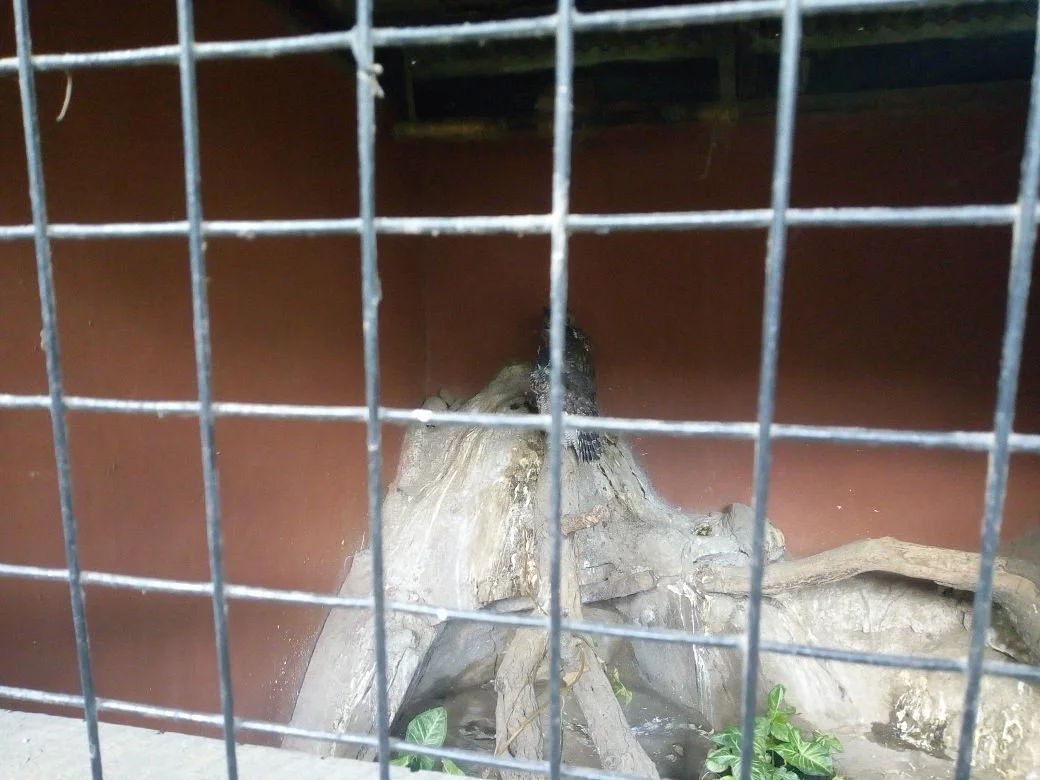 Arusha Snake Park – photo 14