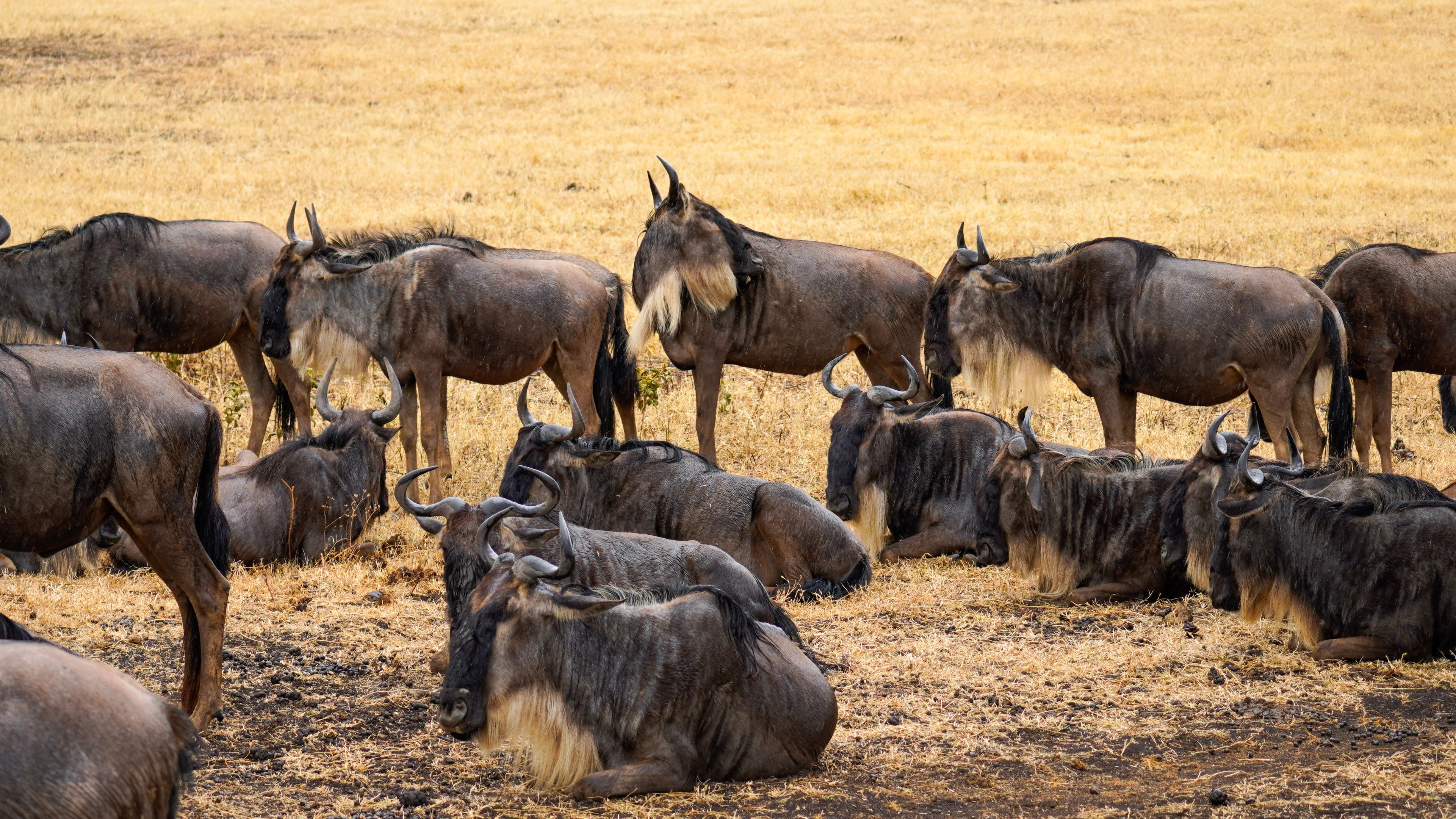 North Serengeti