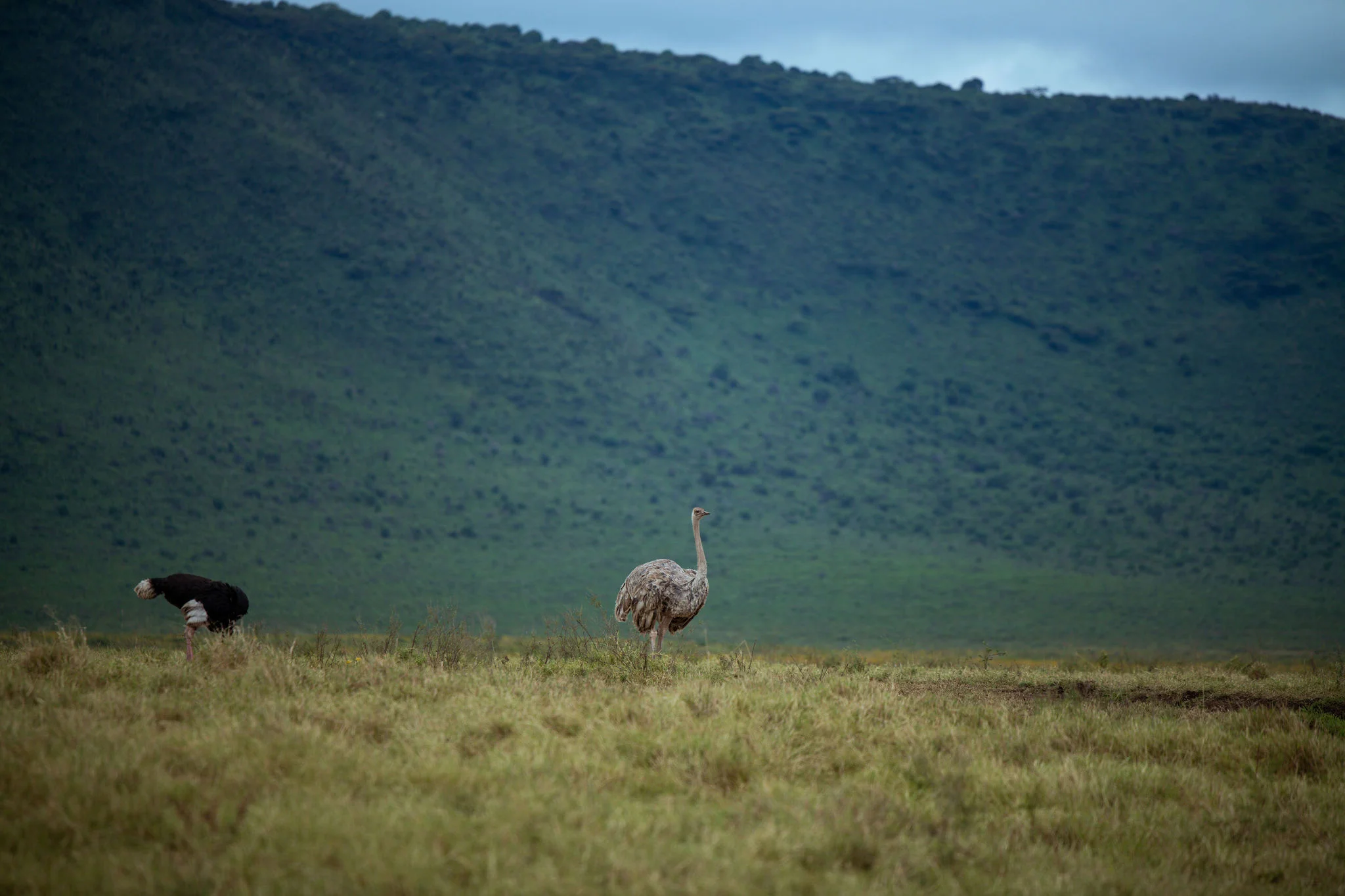 Ngorongoro Conservation Area