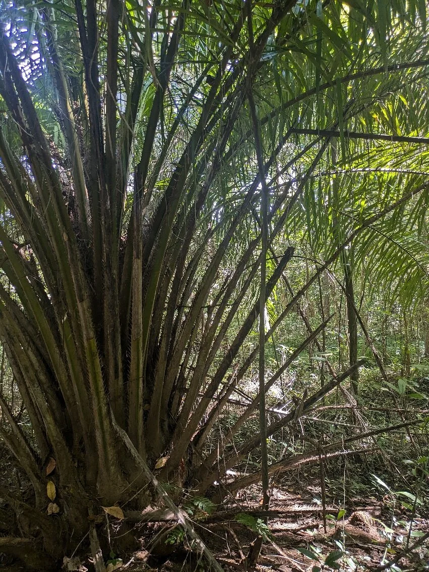 Rau Nature Forest Reserve – photo 14