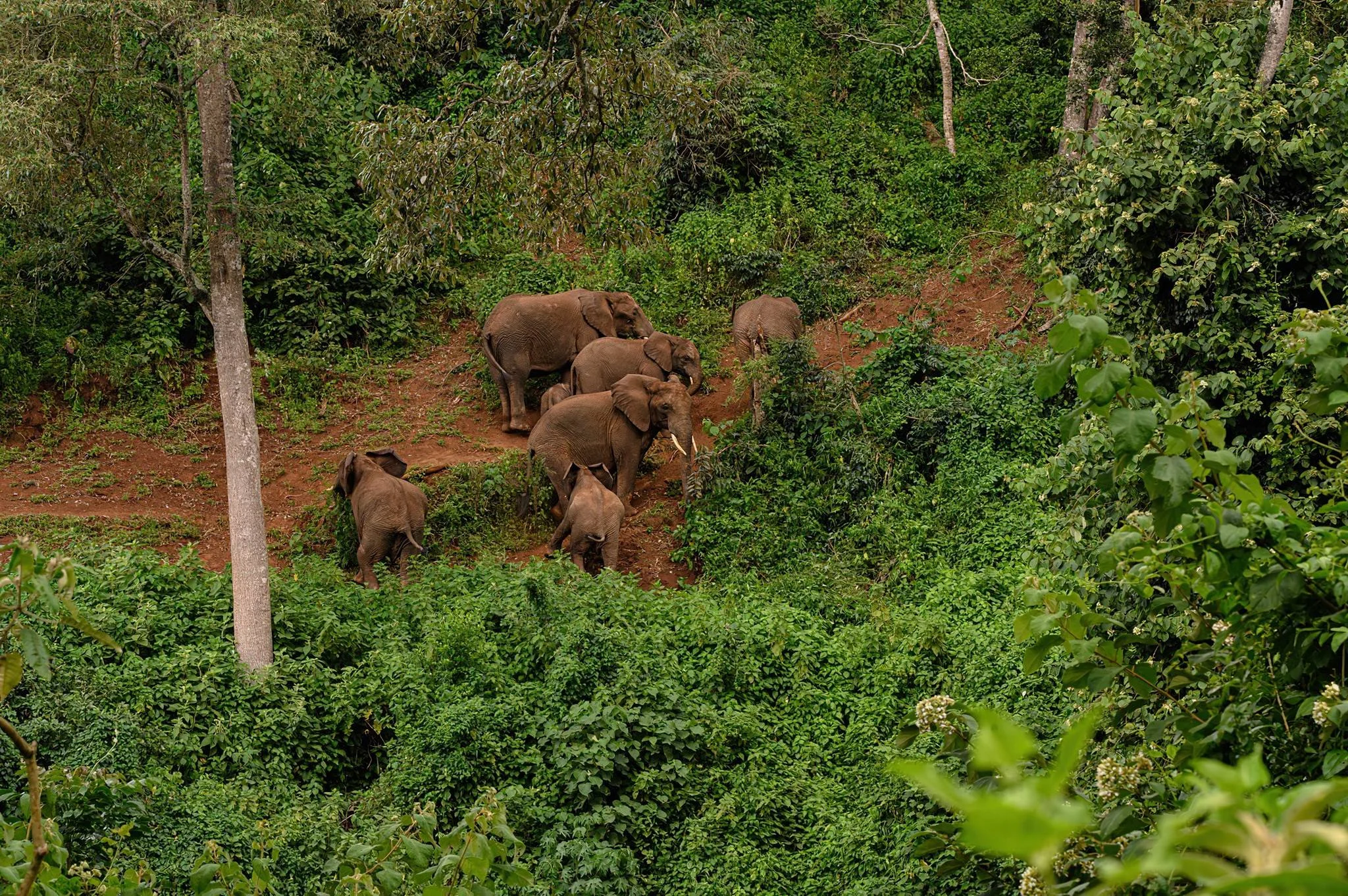 Ngorongoro Northern Highland Forest Reserve – photo 13