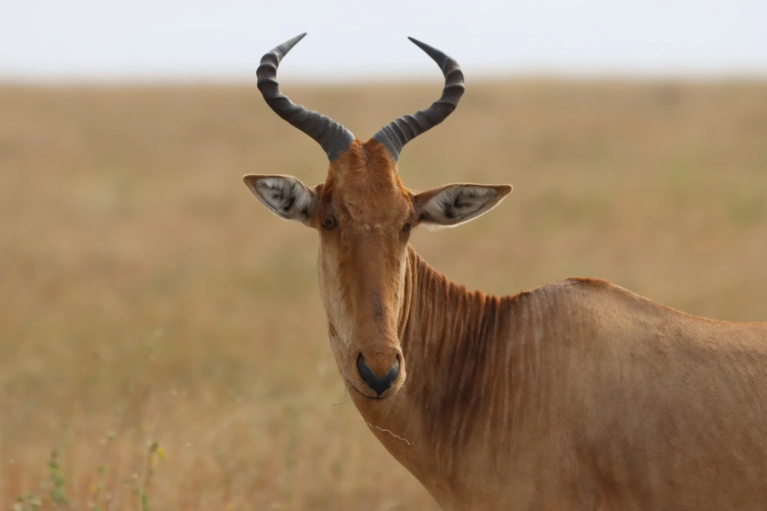 Central Serengeti