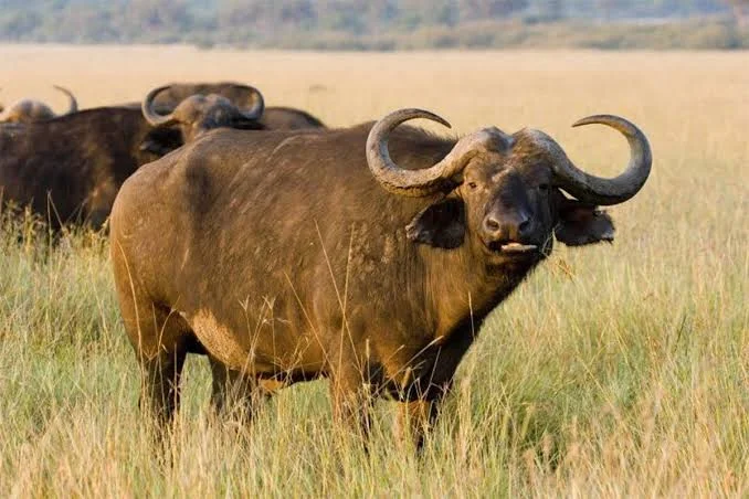 Ibanda-Kyerwa National Park – photo 6