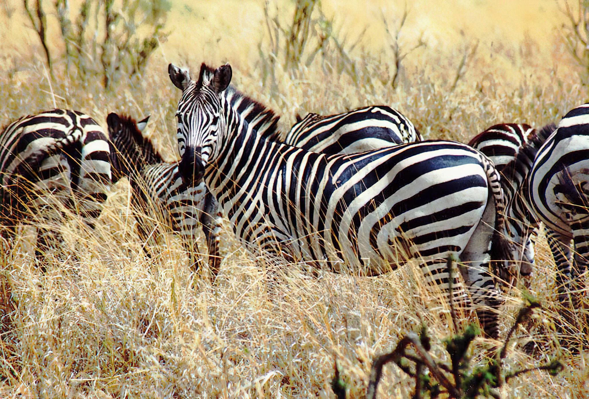 Burigi-Chato National Park – photo 15