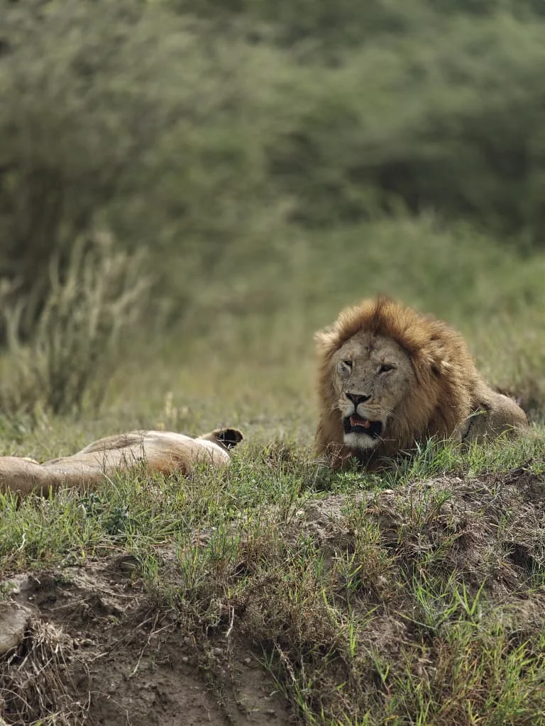 Central Serengeti
