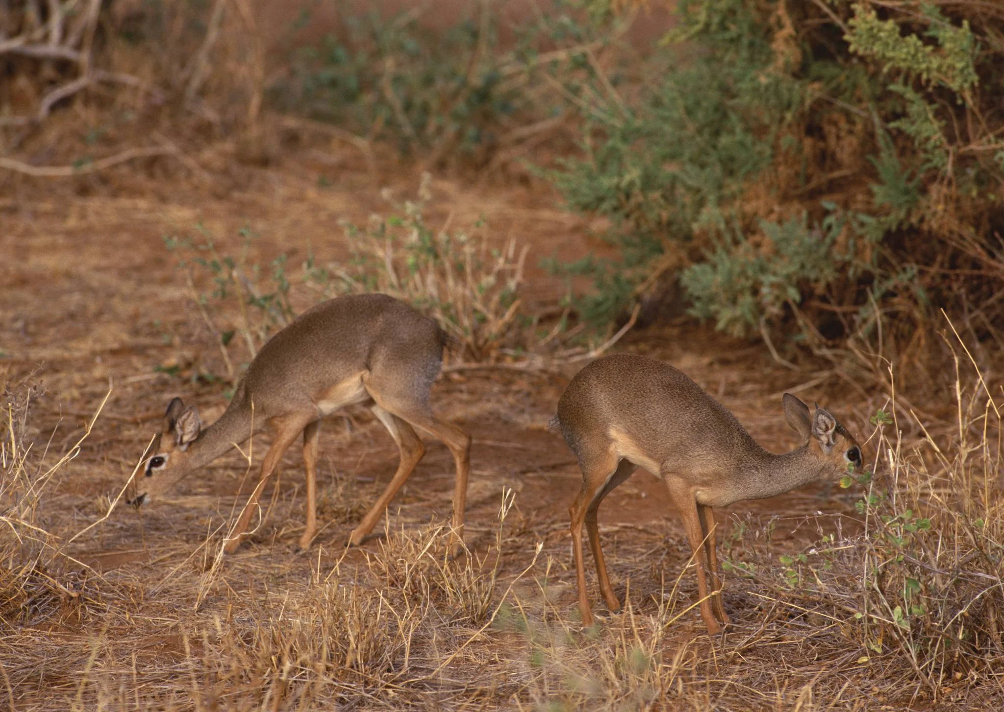 Burigi-Chato National Park – photo 9