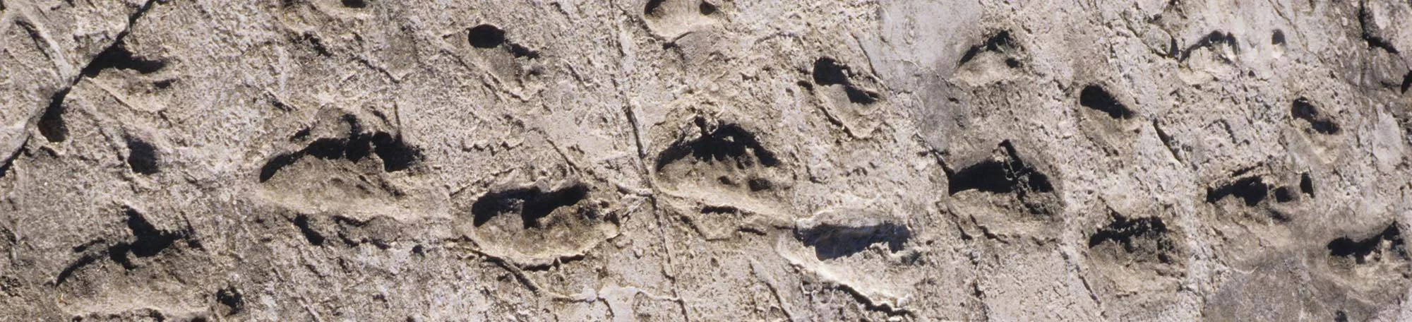 Laetoli Footprints – photo 5
