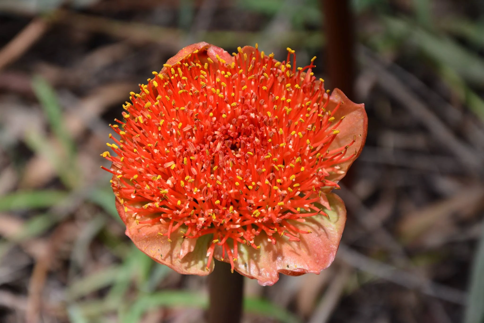 Kitulo National Park – photo 7
