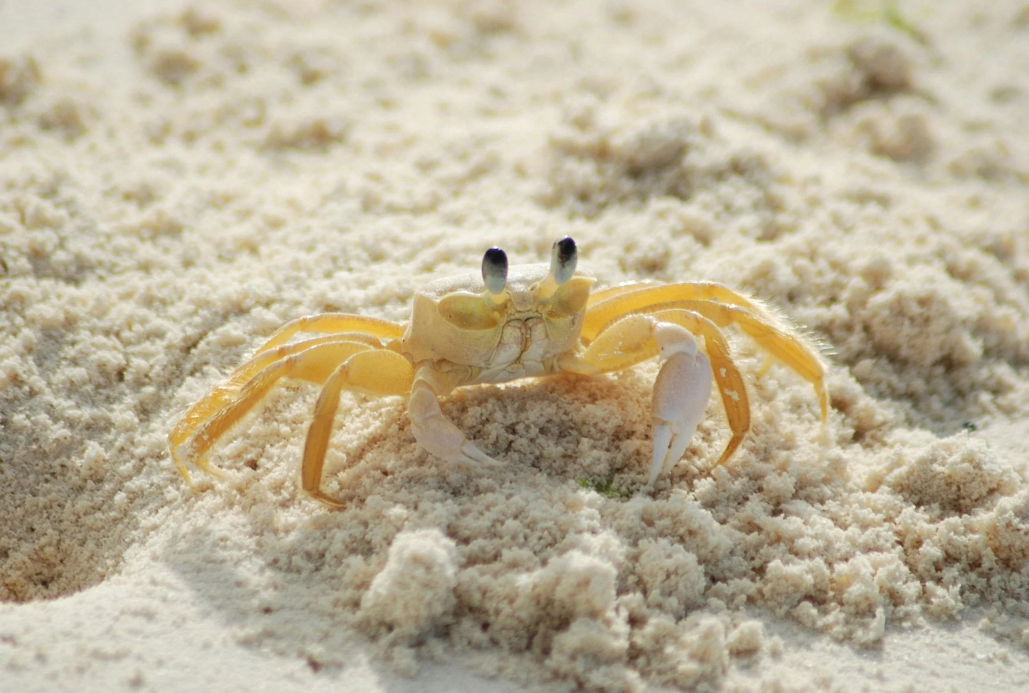 Fungu Yasin Sand Bar – photo 7