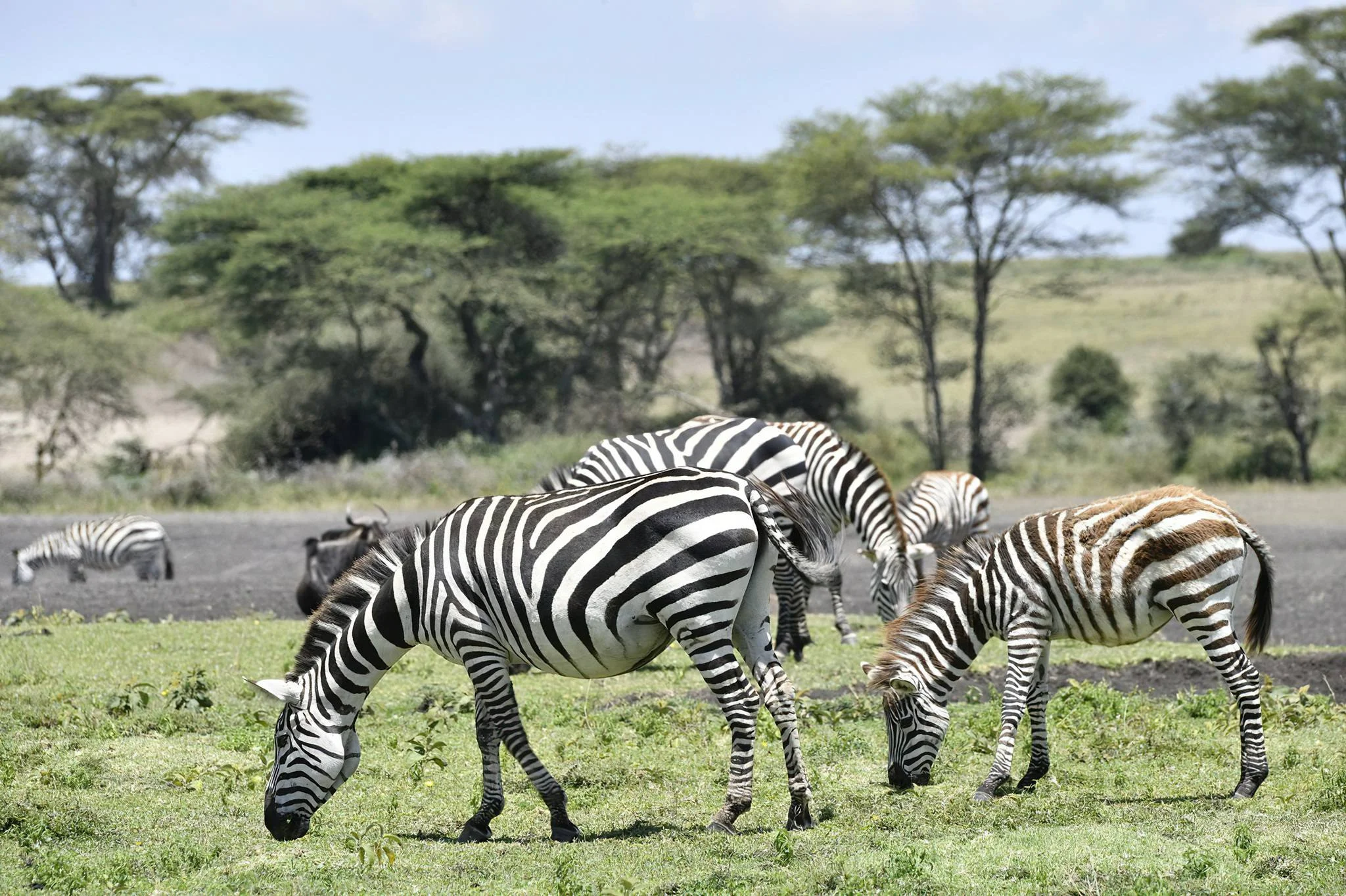 Ndutu Plains – photo 21