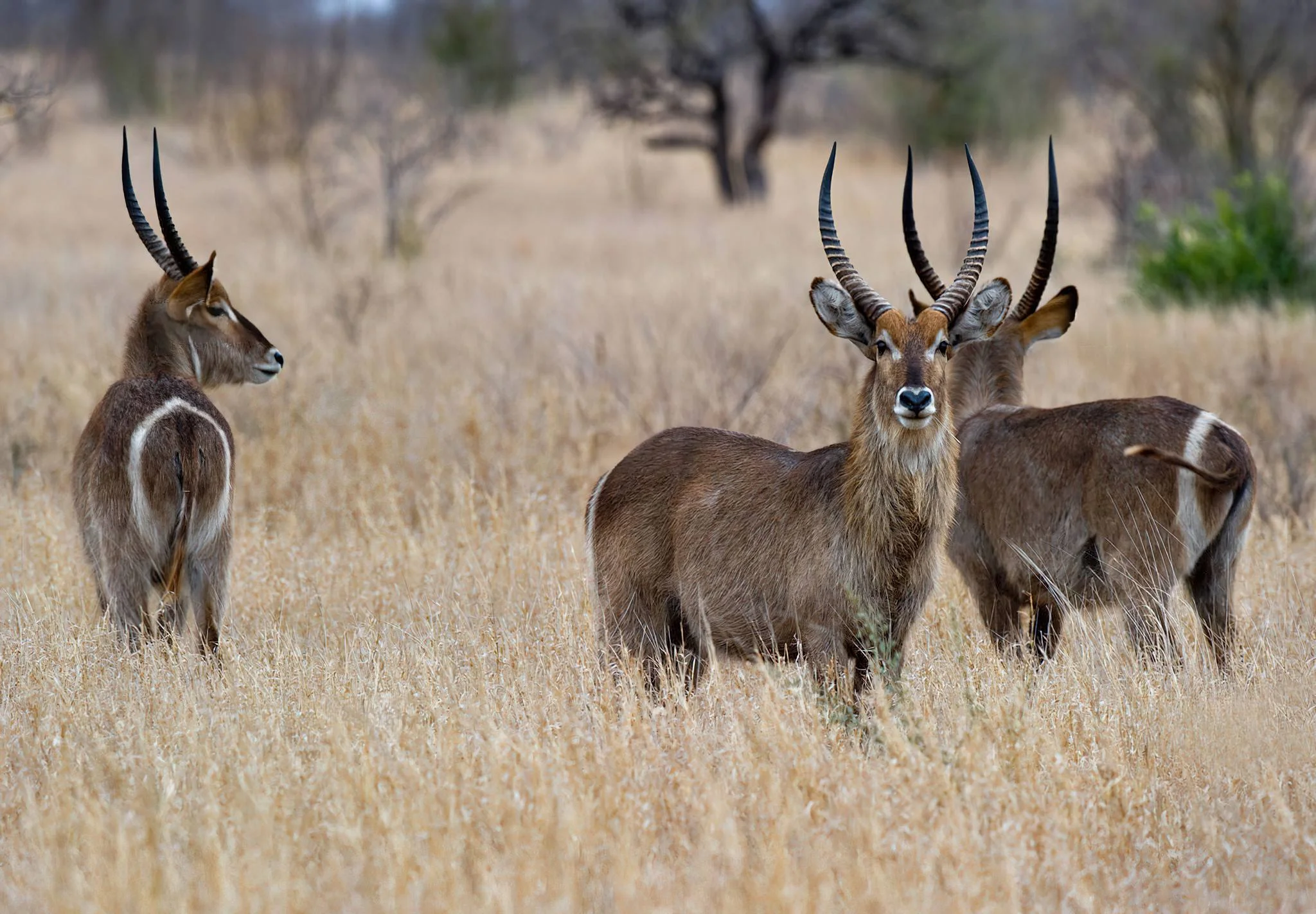 Ibanda-Kyerwa National Park – photo 15
