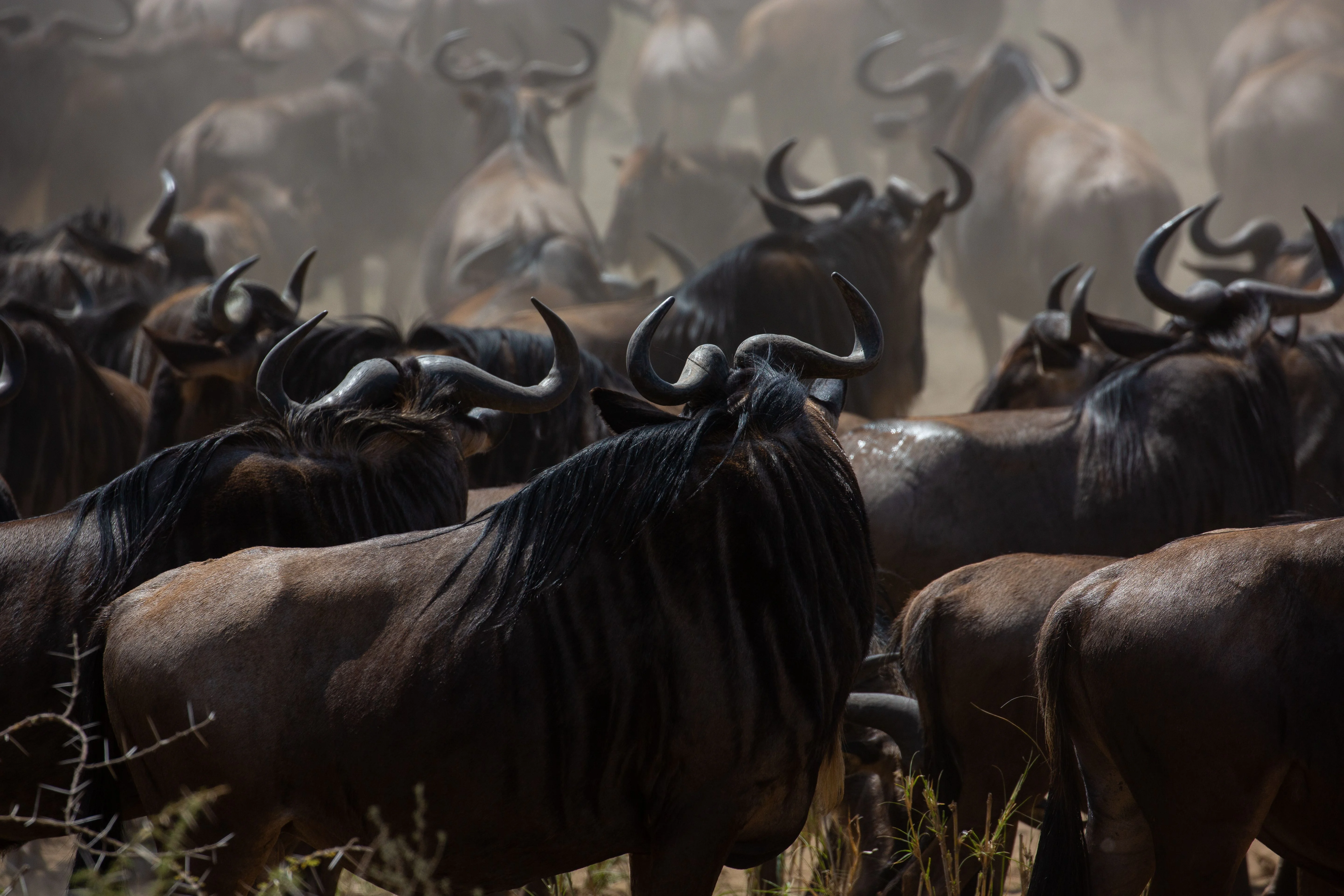 North Serengeti