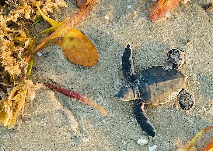Saadani National Park – photo 16