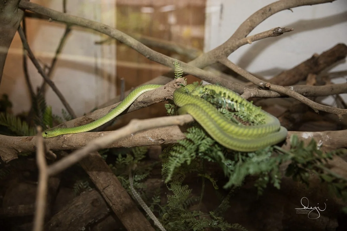 Arusha Snake Park – photo 7