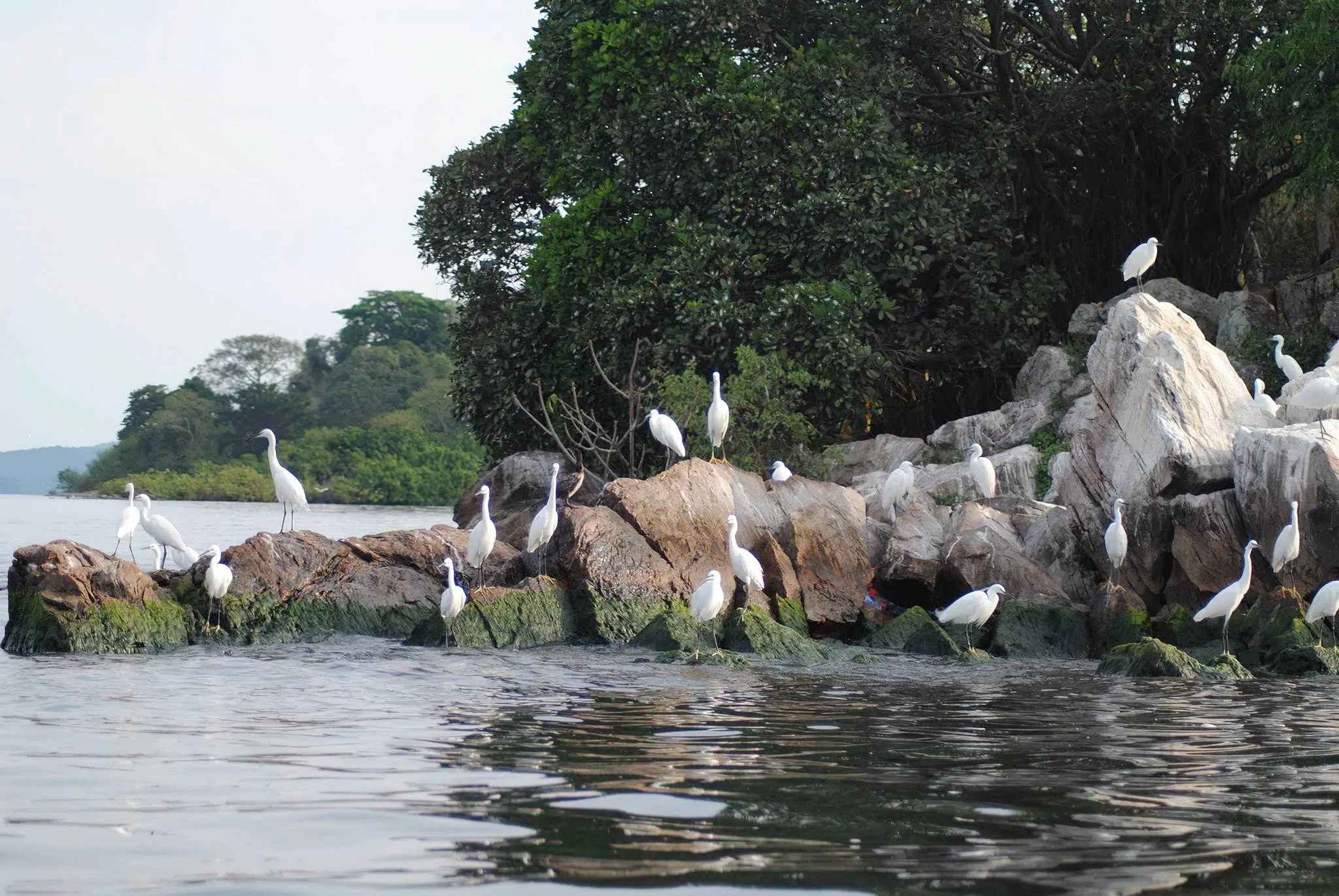 Rubondo Island National Park – photo 14