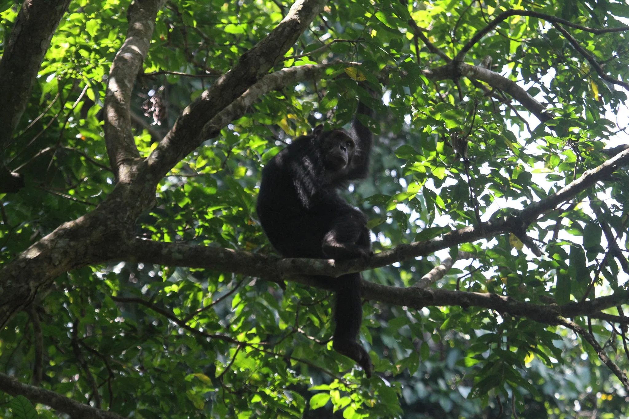 Gombe Stream National Park – photo 12