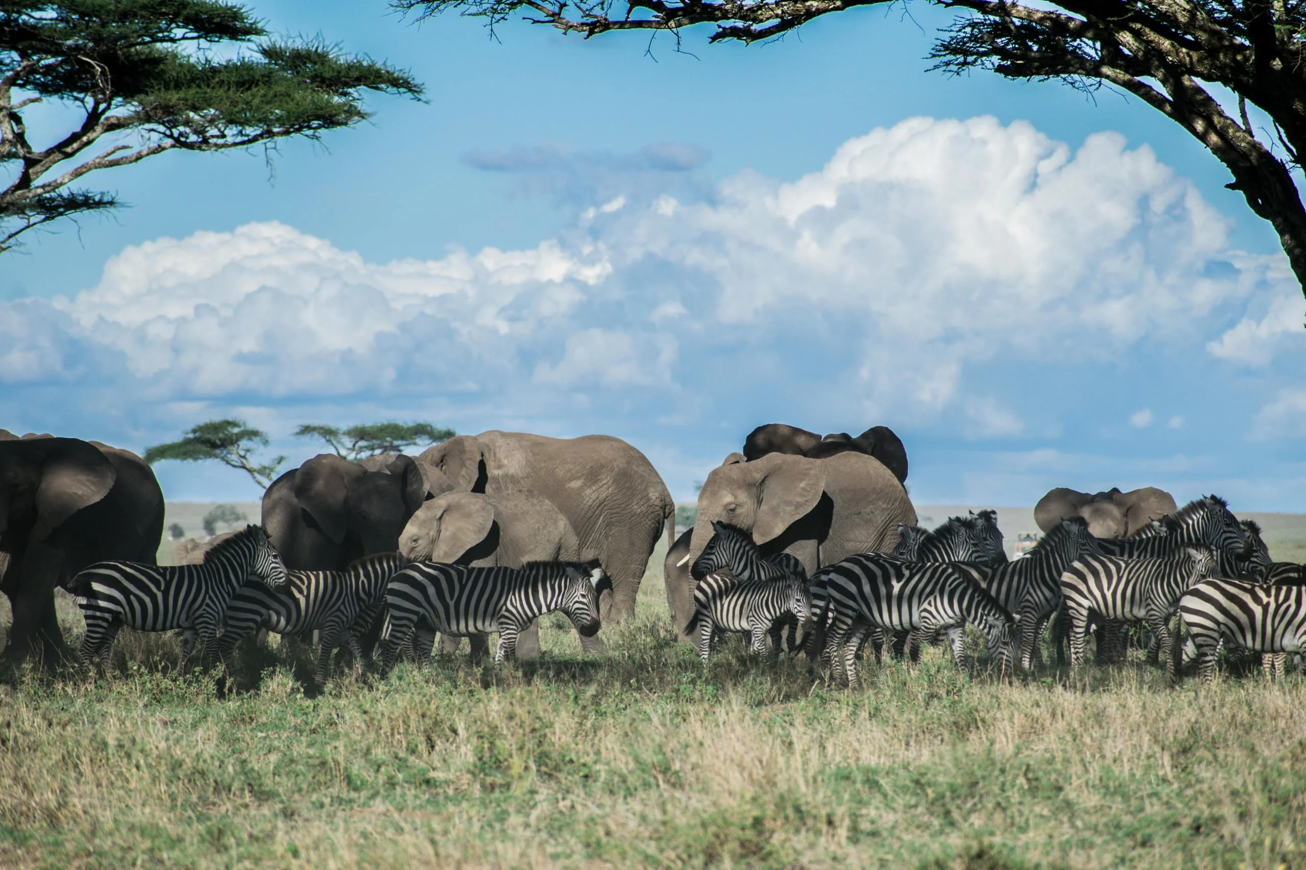North Serengeti
