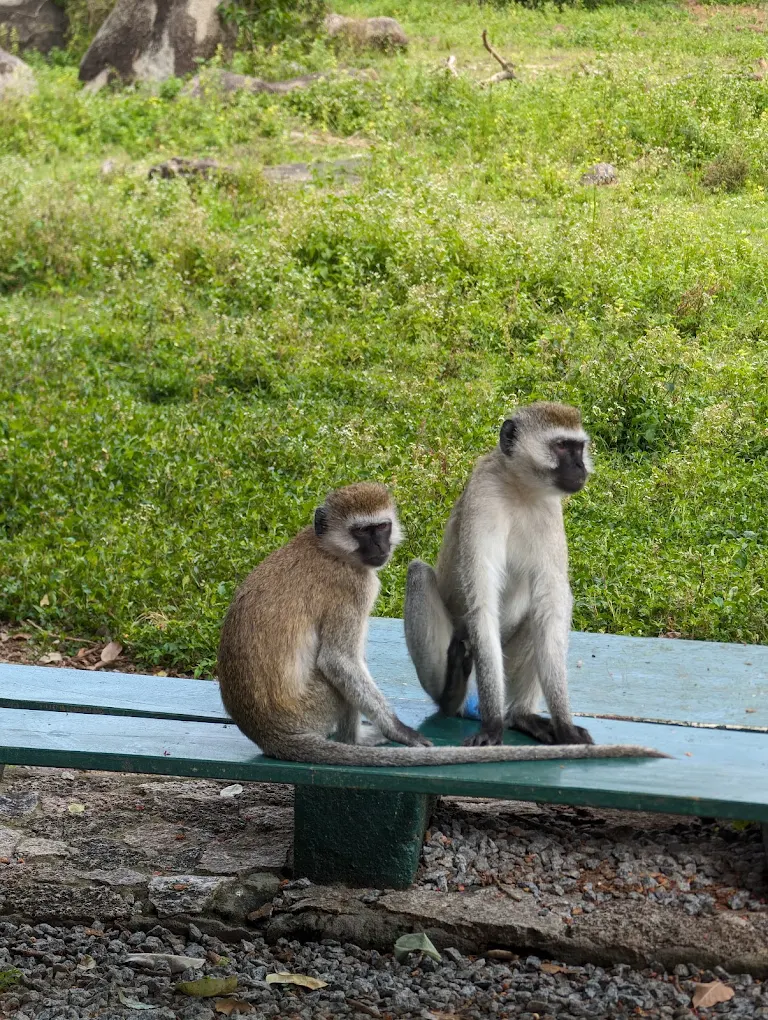 Saanane Island National Park – photo 8