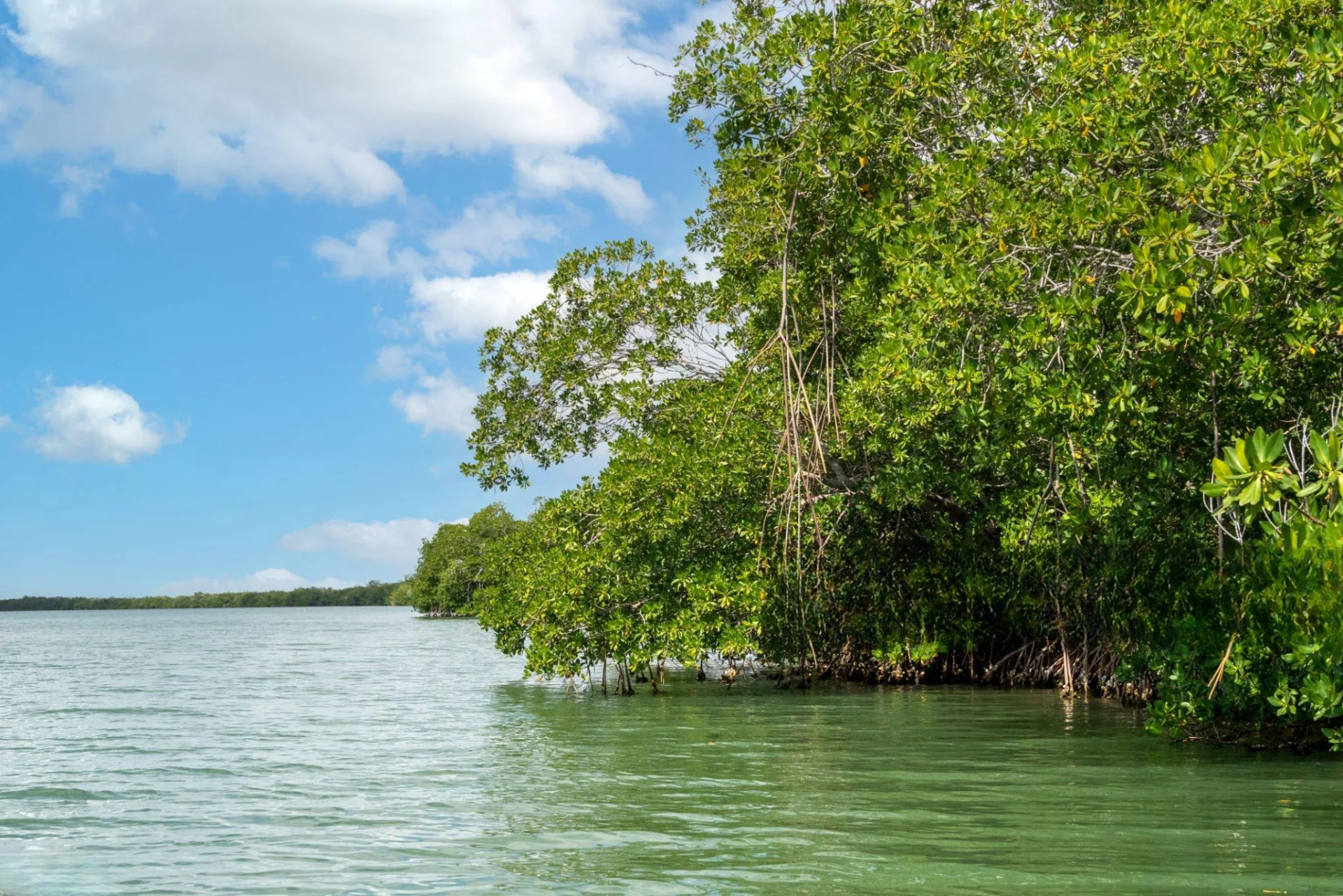 Mwewe Island Marine Reserve – photo 2