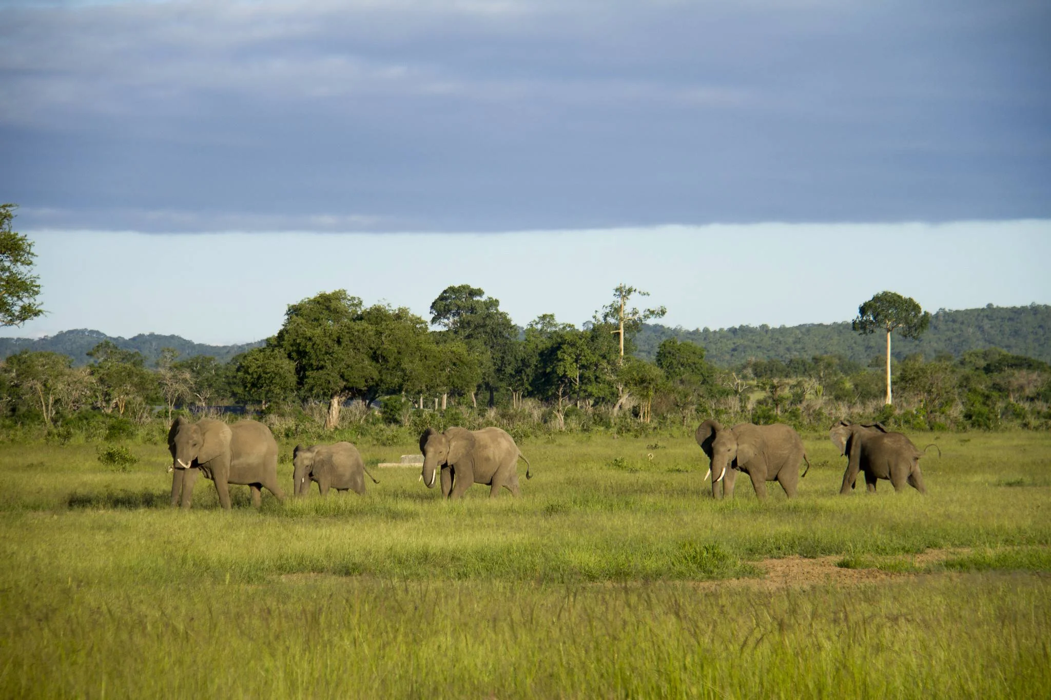 Mikumi National Park – photo 3