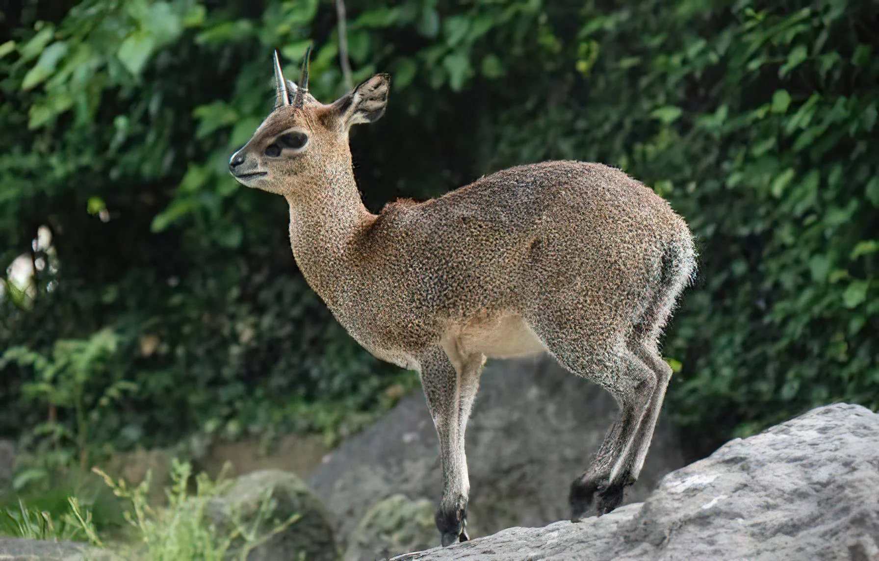 Saanane Island National Park – photo 22