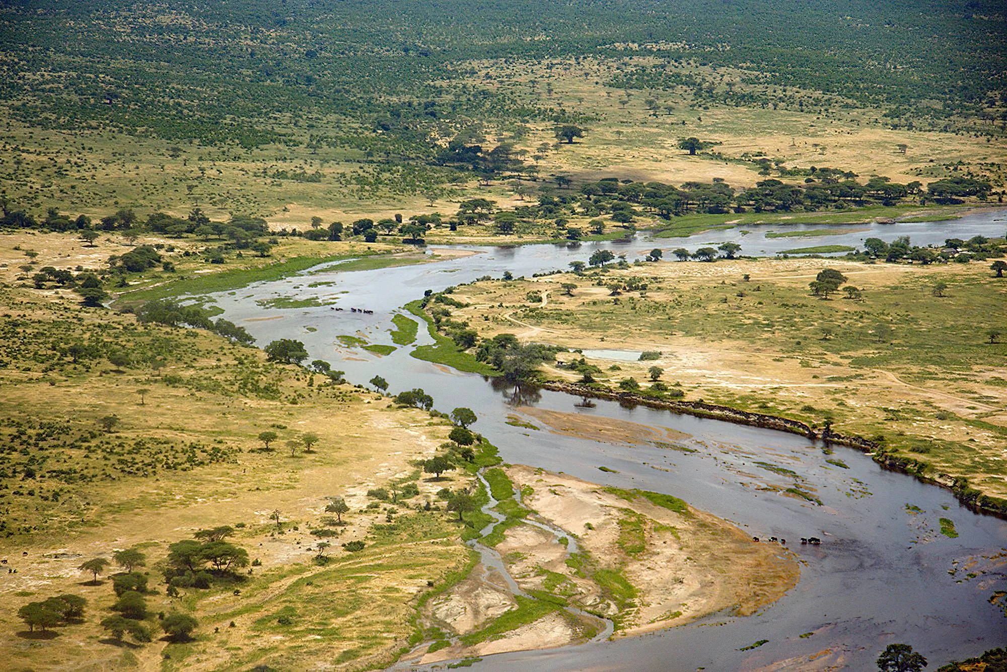 Aerial view of the winding Ruaha River cutting through dry savanna and trees.