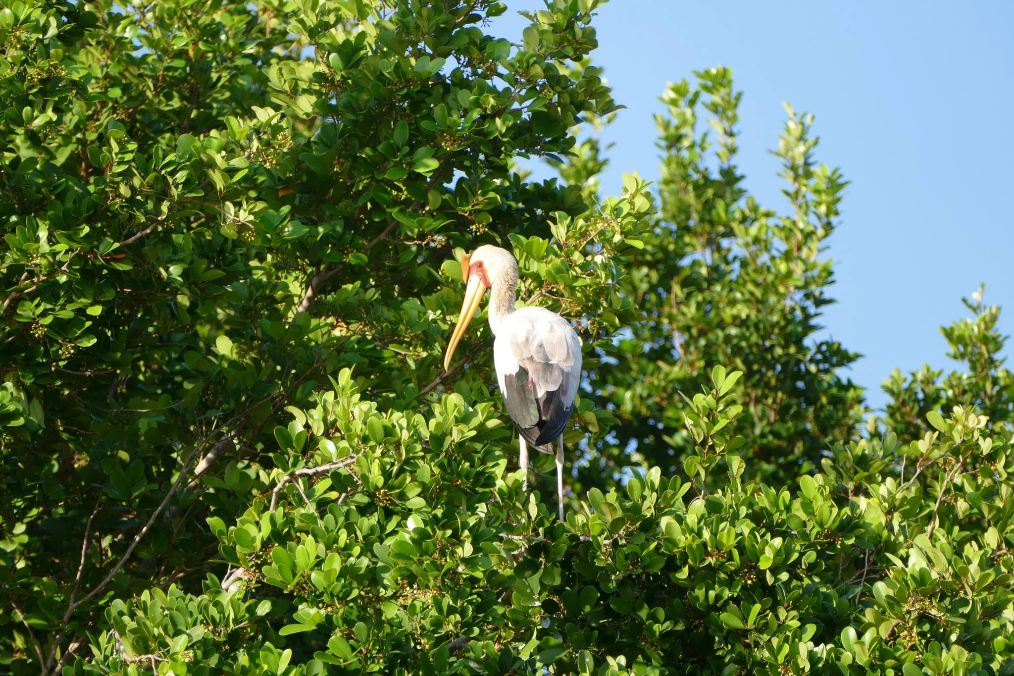 Saanane Island National Park – photo 21