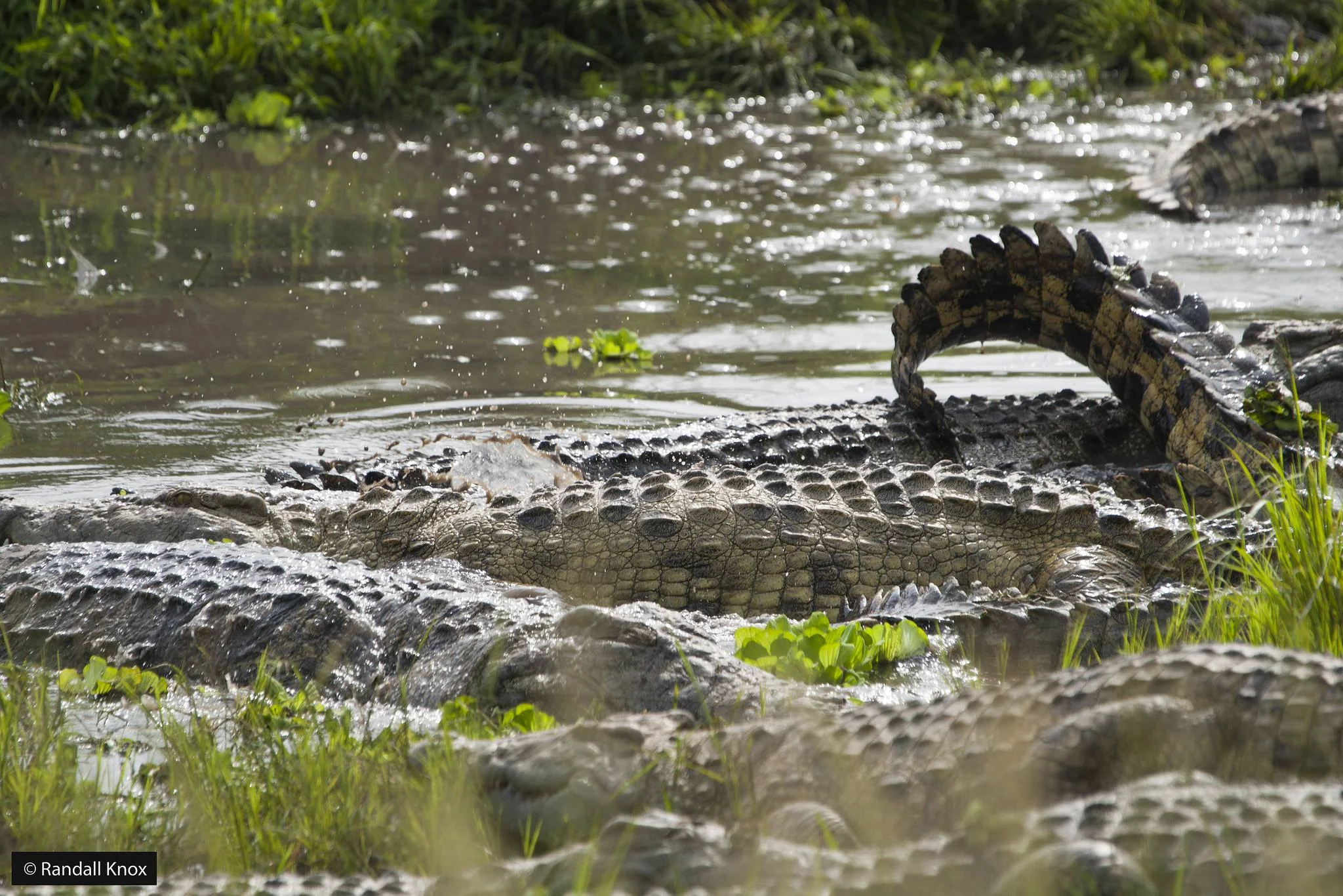 Katavi National Park – photo 14