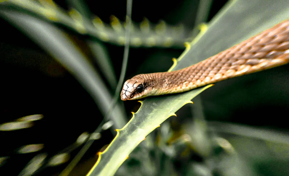 Arusha Snake Park