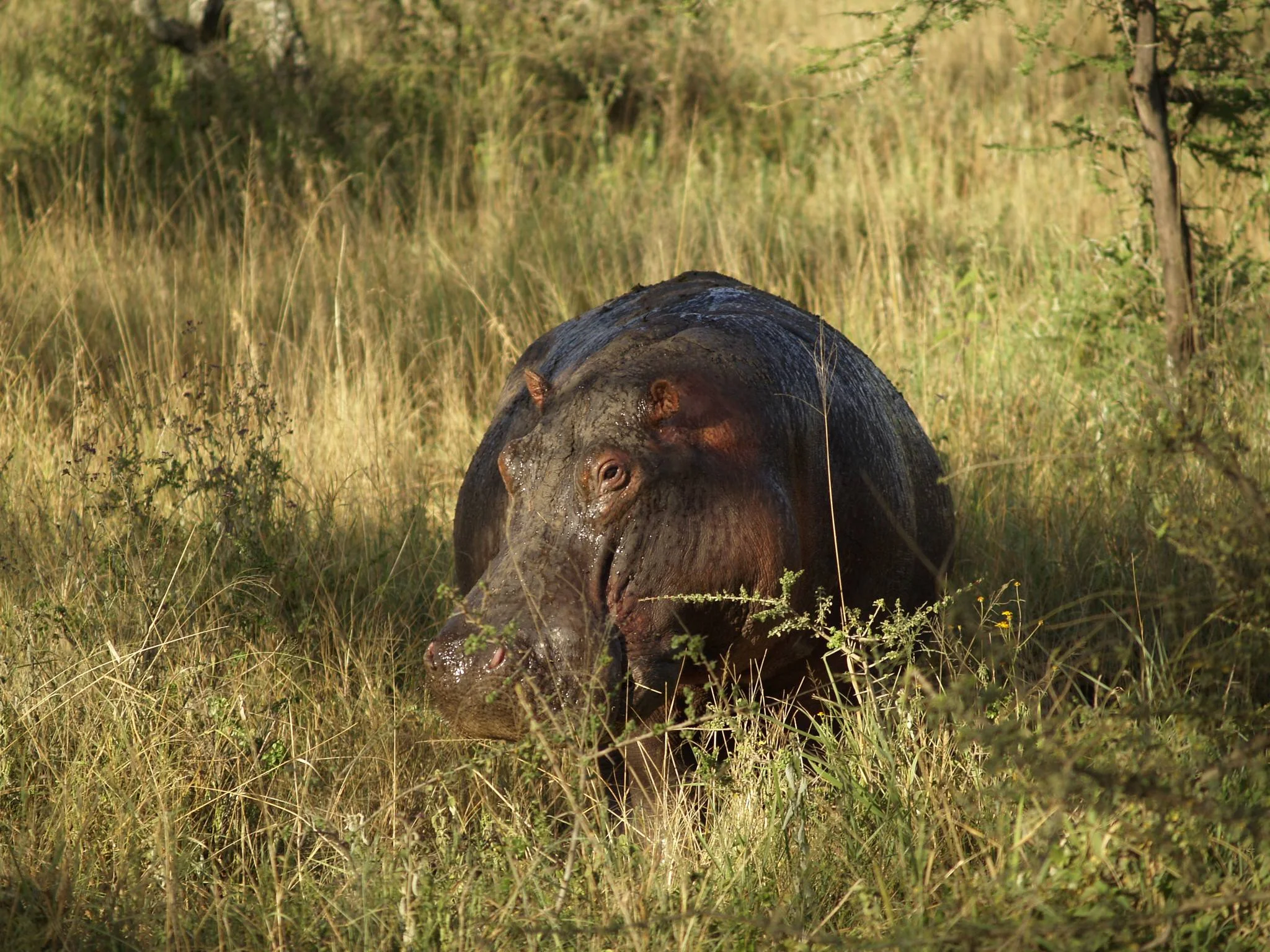 Saadani National Park – photo 33