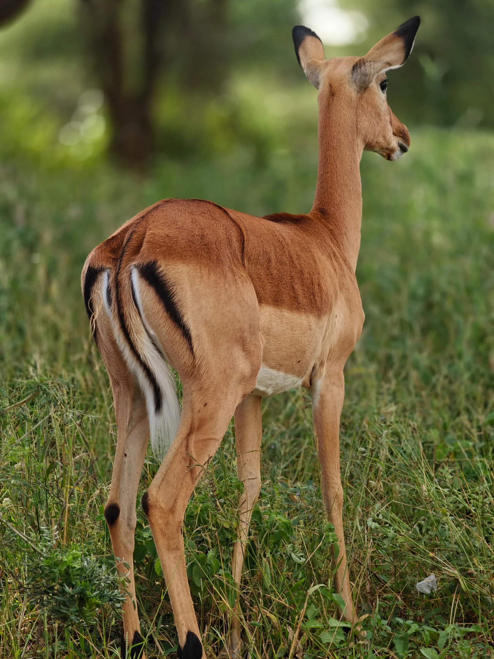 Central Serengeti