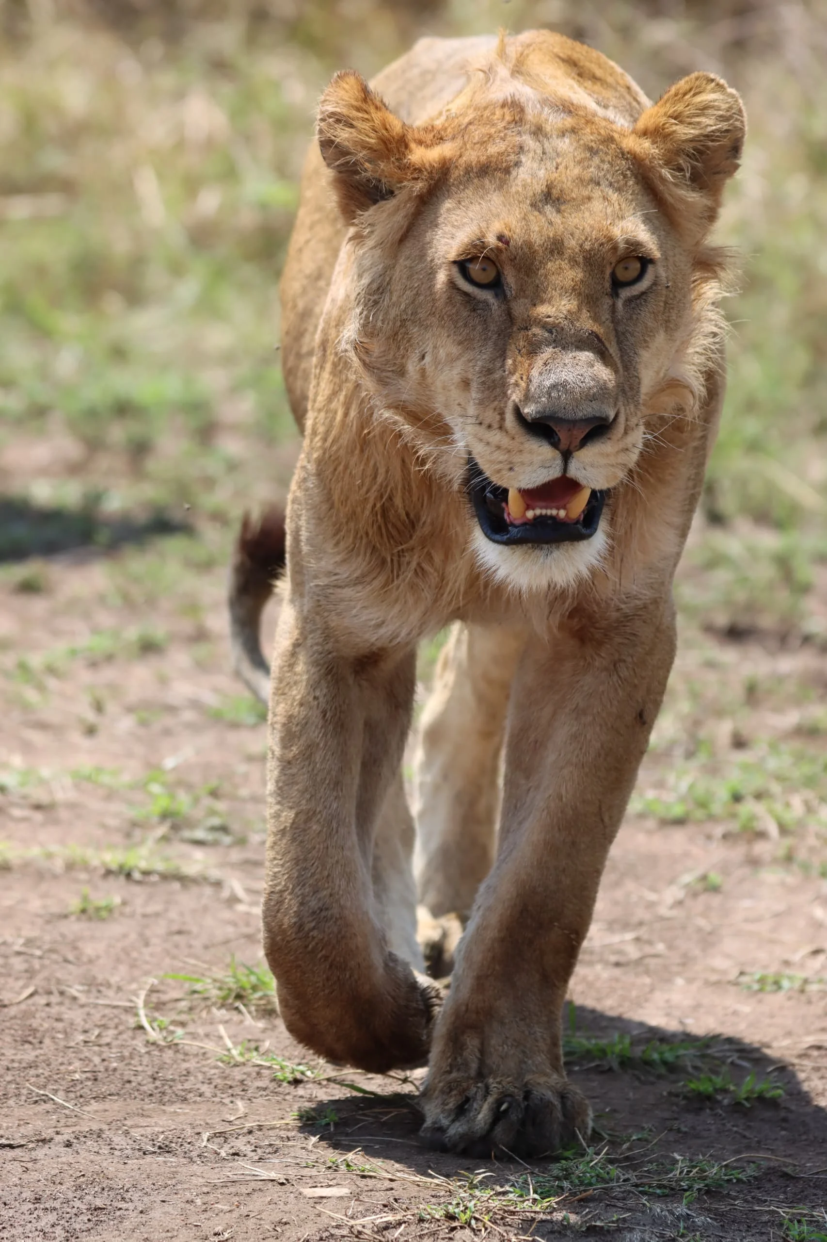 Serengeti National Park