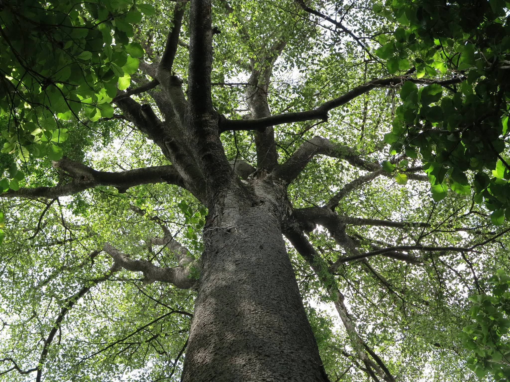 Rau Nature Forest Reserve – photo 2
