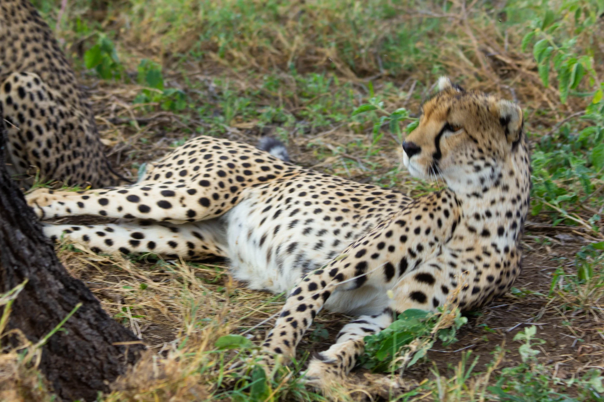 Western Serengeti – photo 6