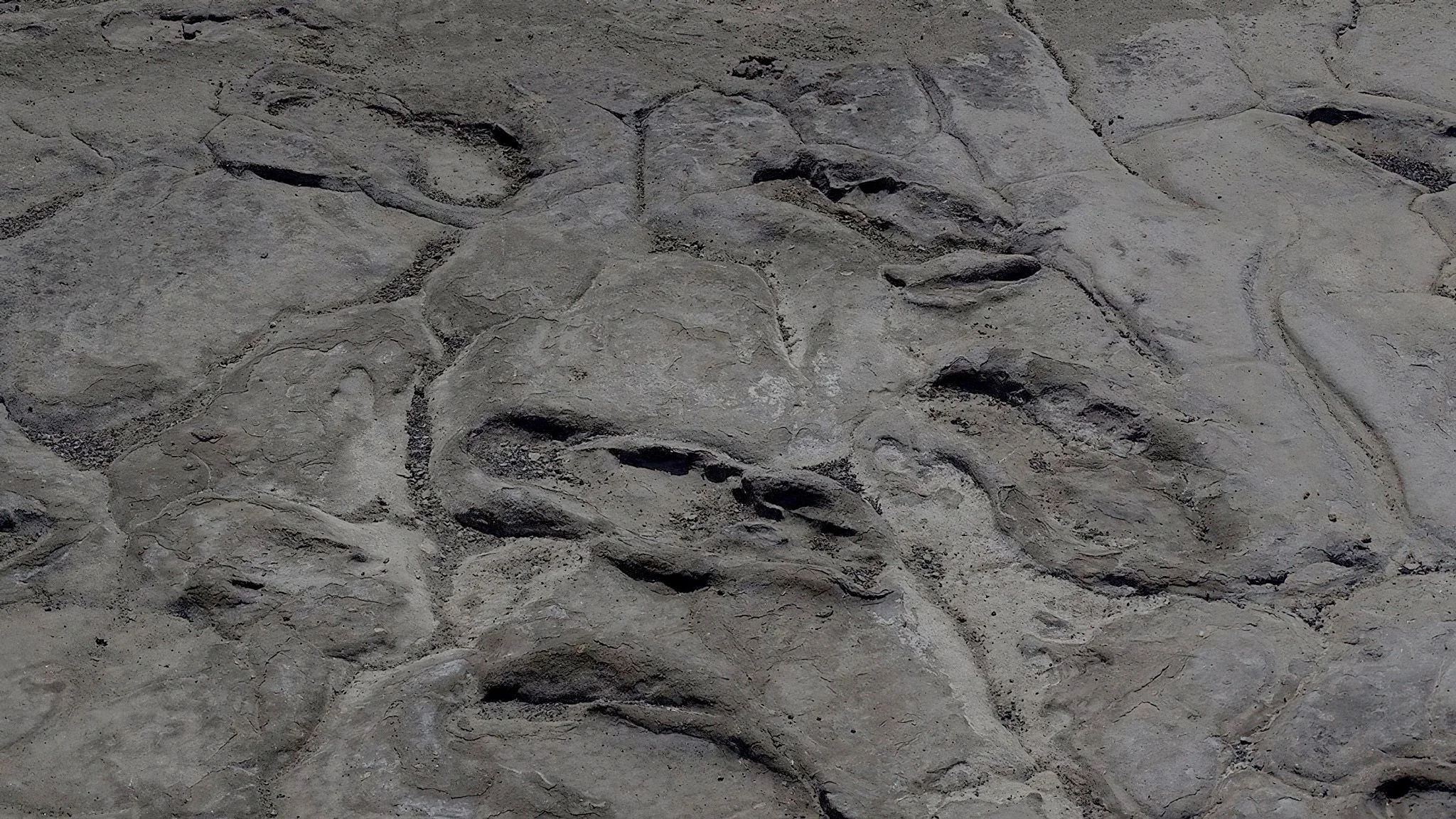 Clear fossilized human footprint trackway preserved in grayish mud sediment at Engaresero, Tanzania.