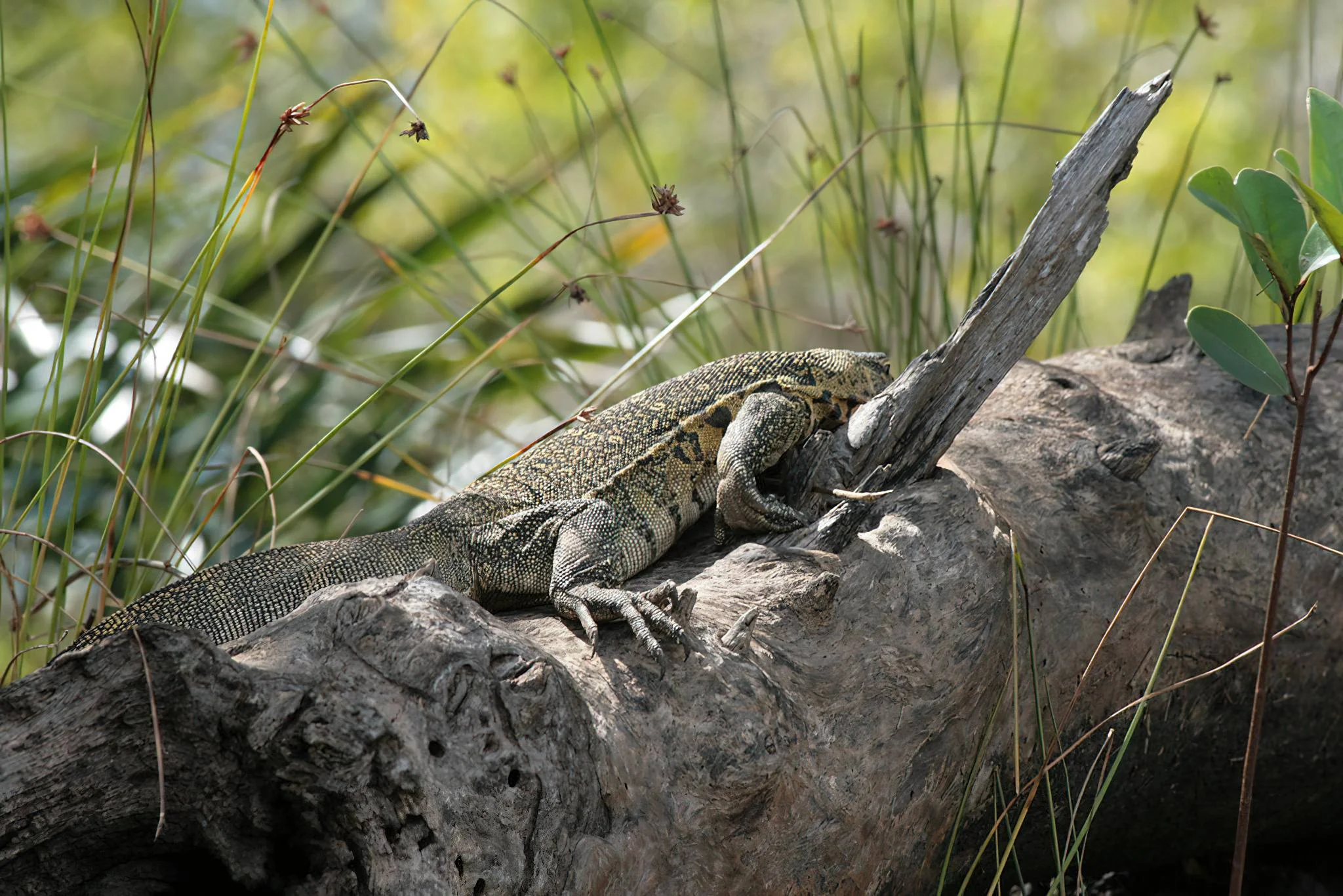 Saadani National Park – photo 29