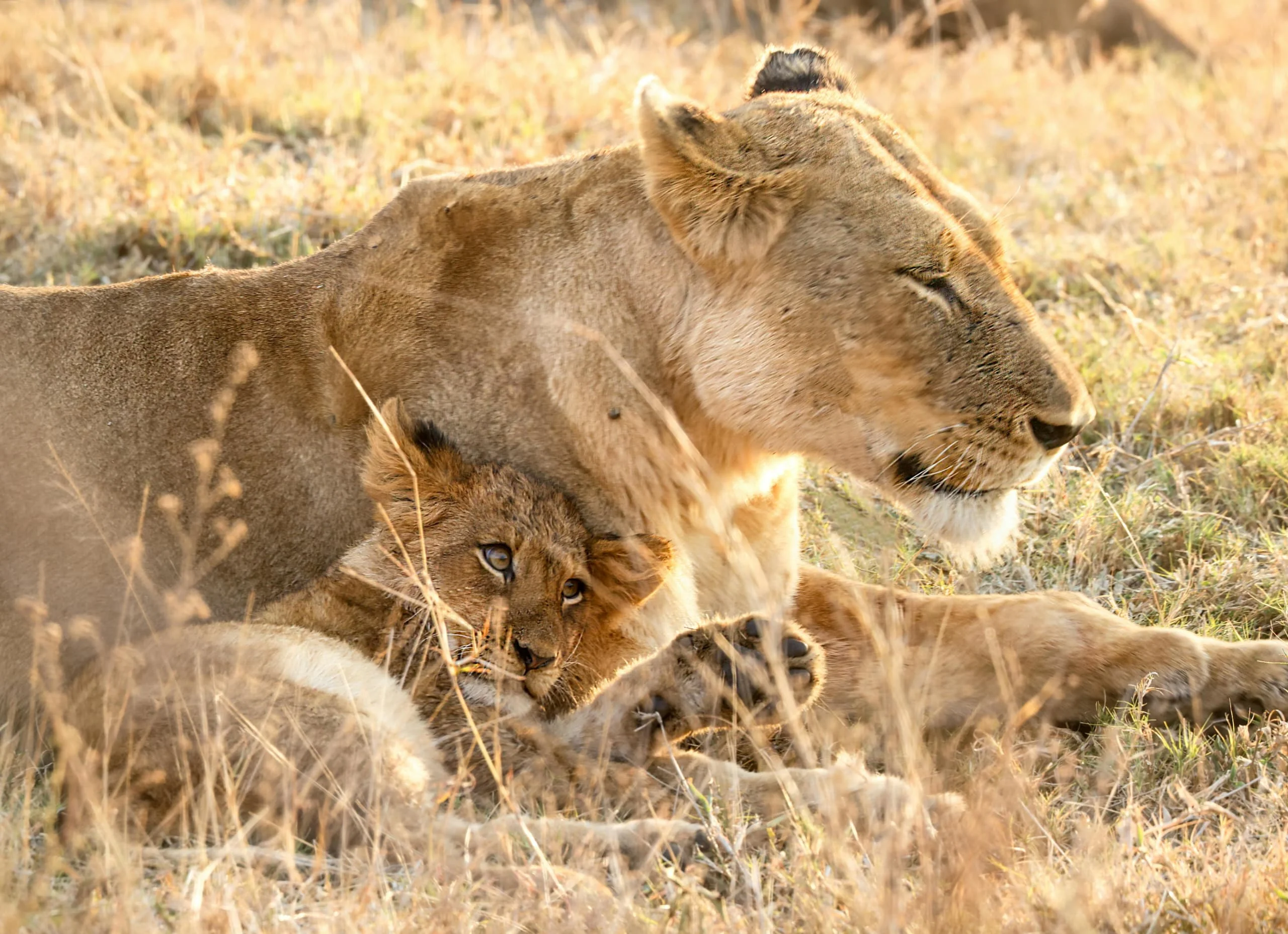 North Serengeti