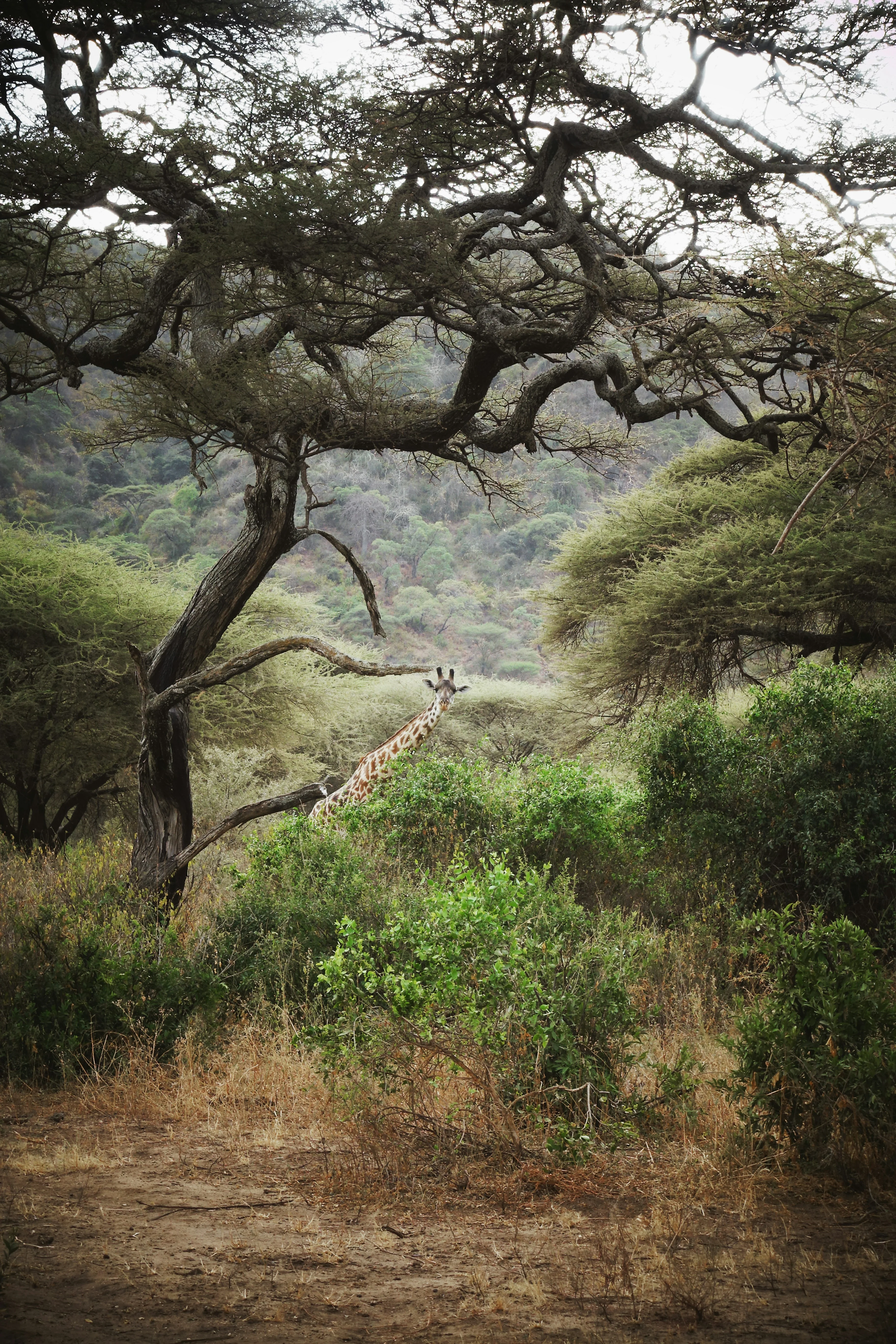 Lake Manyara National Park