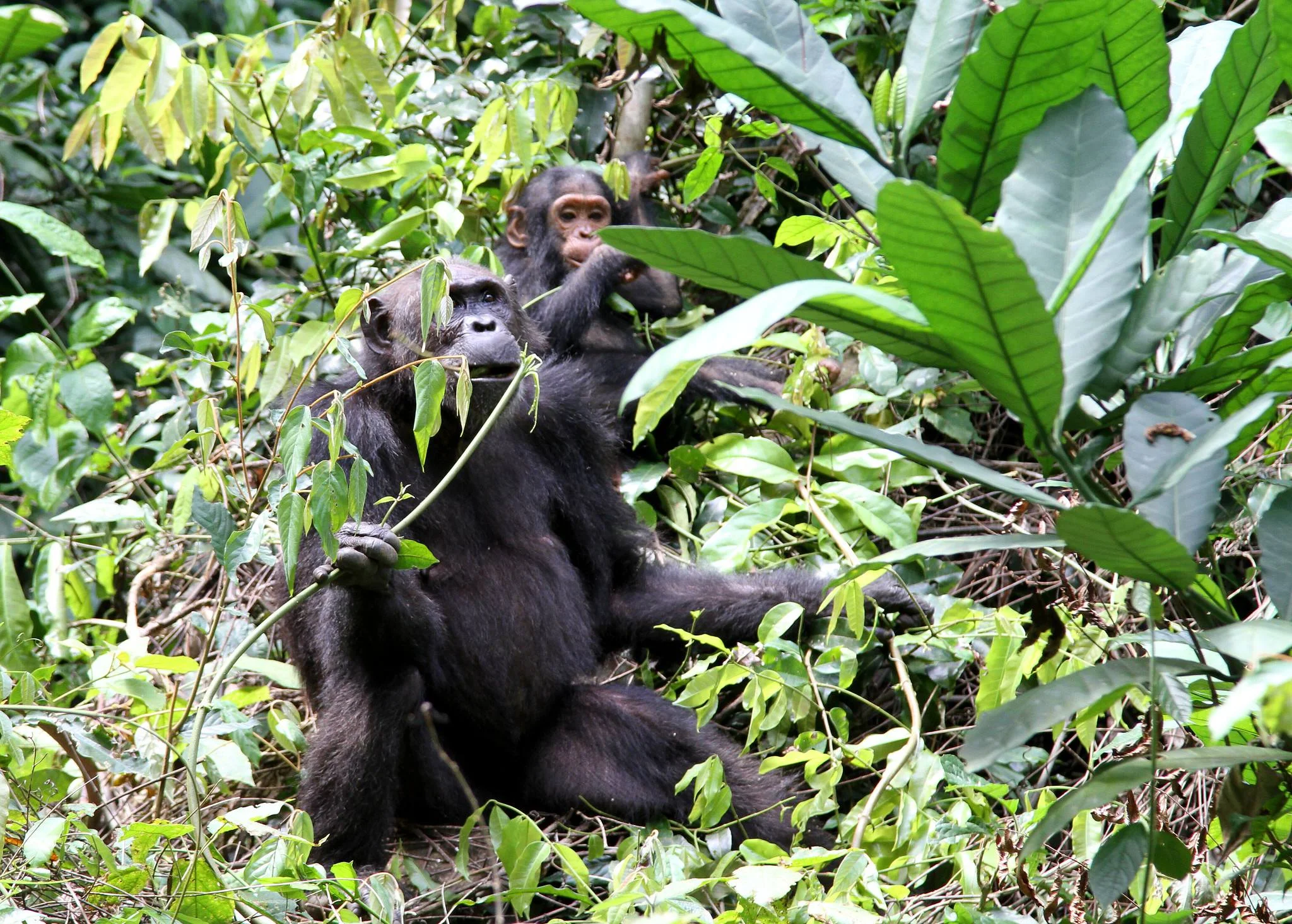 Gombe Stream National Park – photo 15