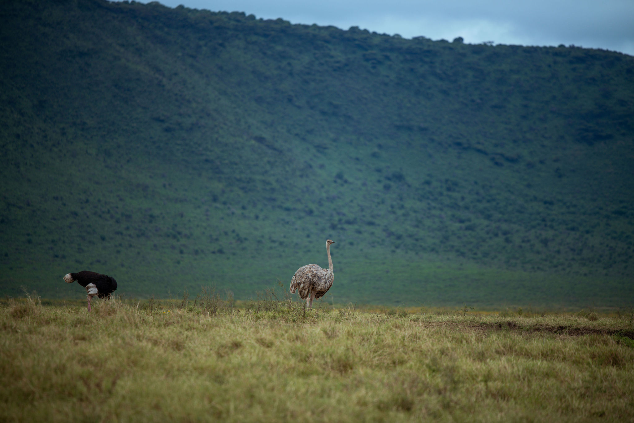 A pair of ostriches walking across golden grassland with crater hills in the background.