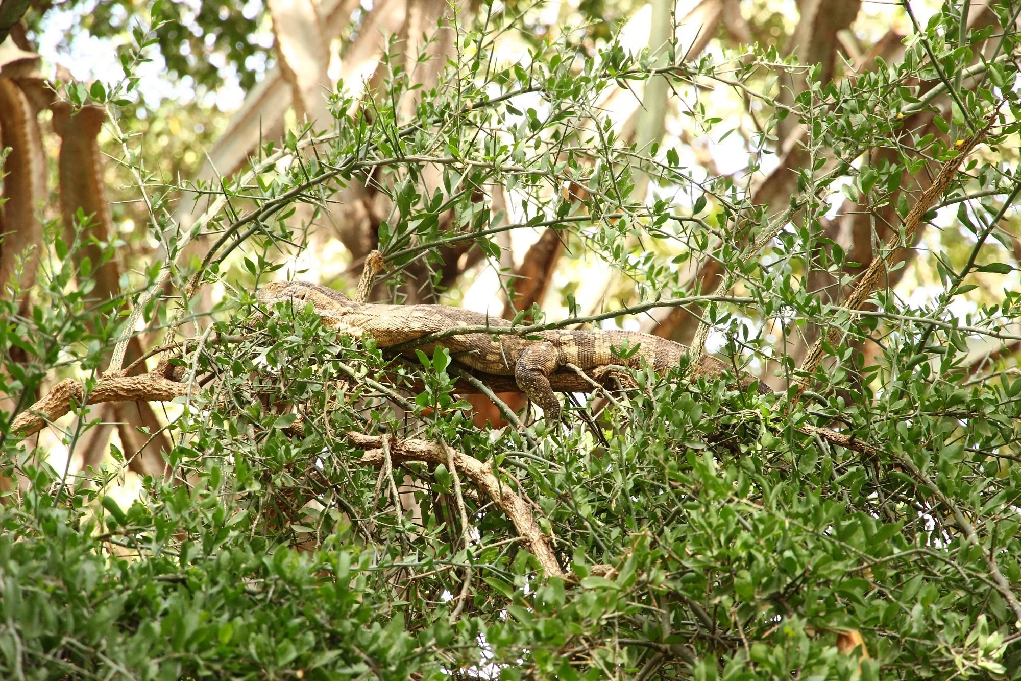 Arusha Snake Park – photo 37