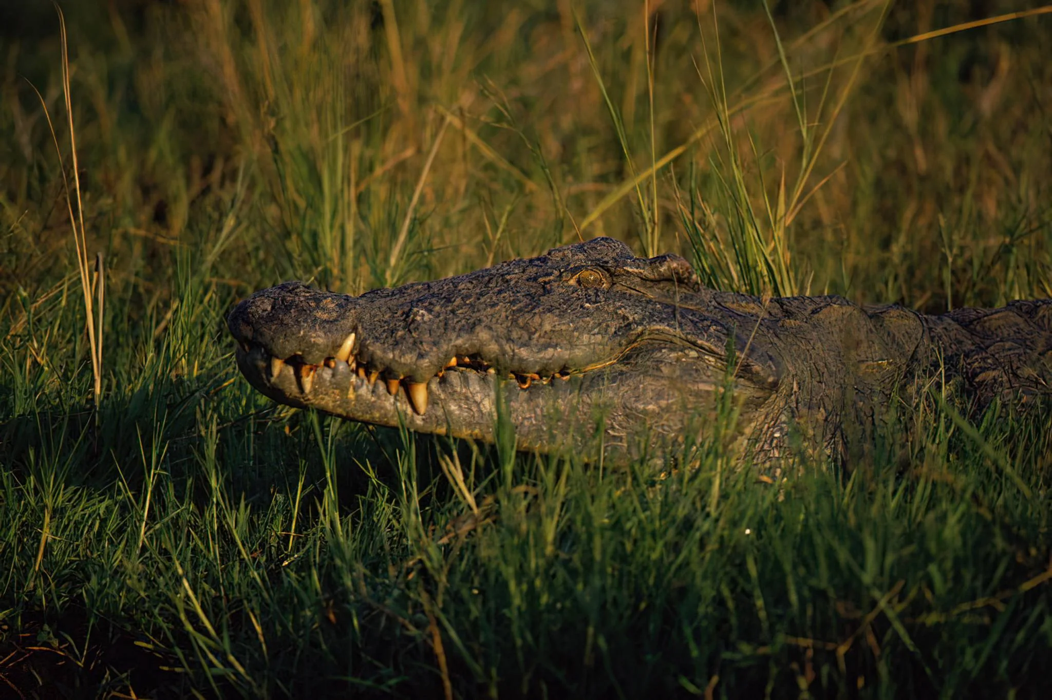 Saadani National Park – photo 28